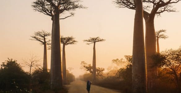 baobab Madagascar turneja