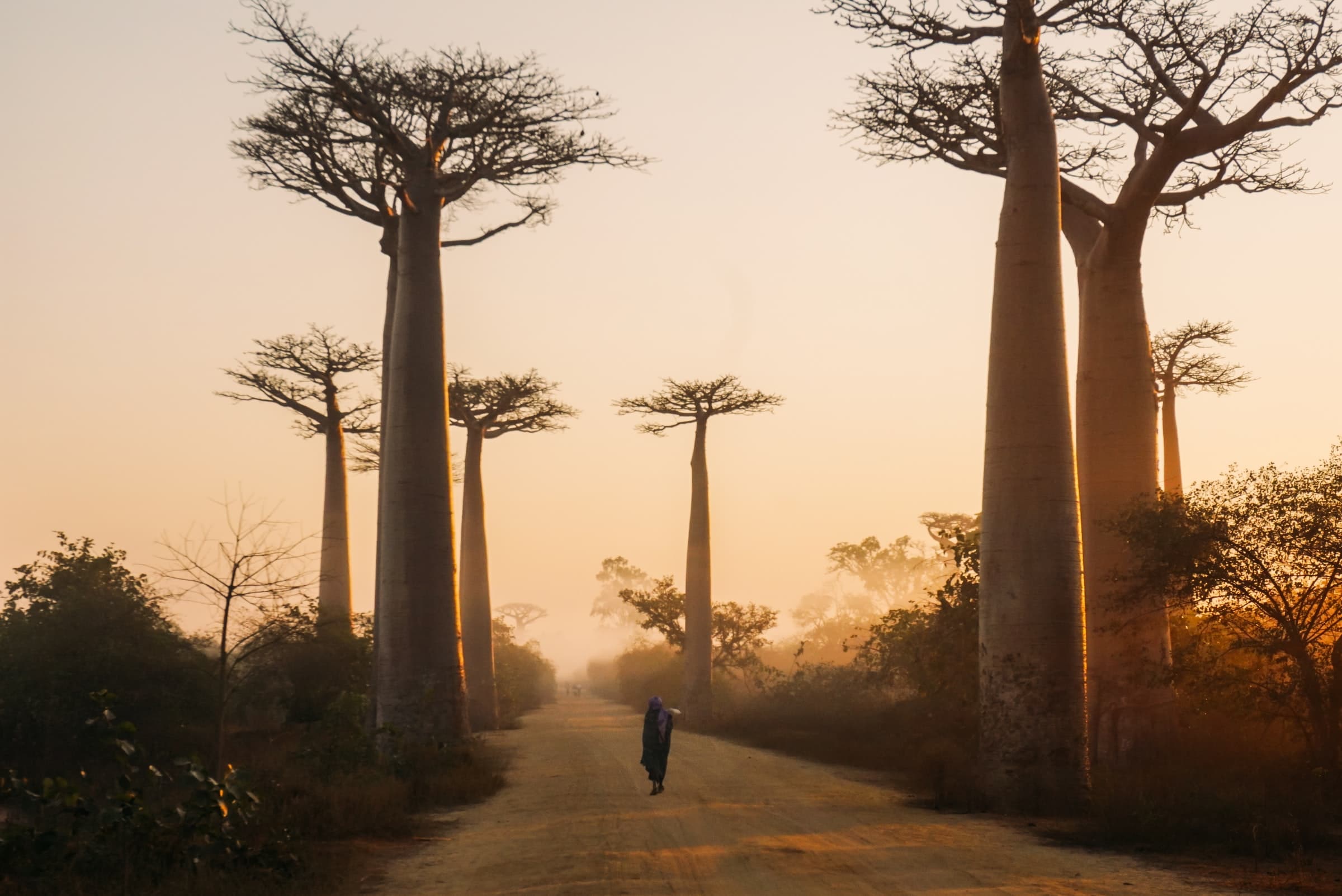 visite baobab madagascar