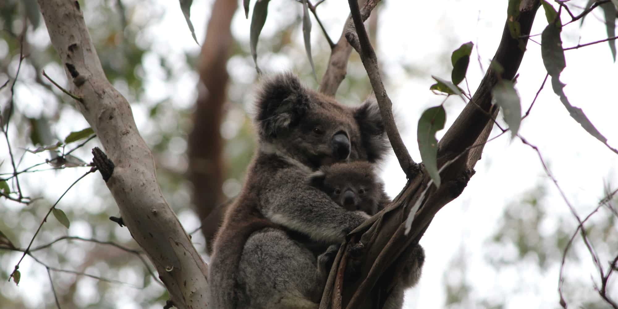 Koala w Australii