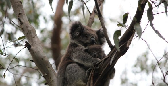 Koala in Australië