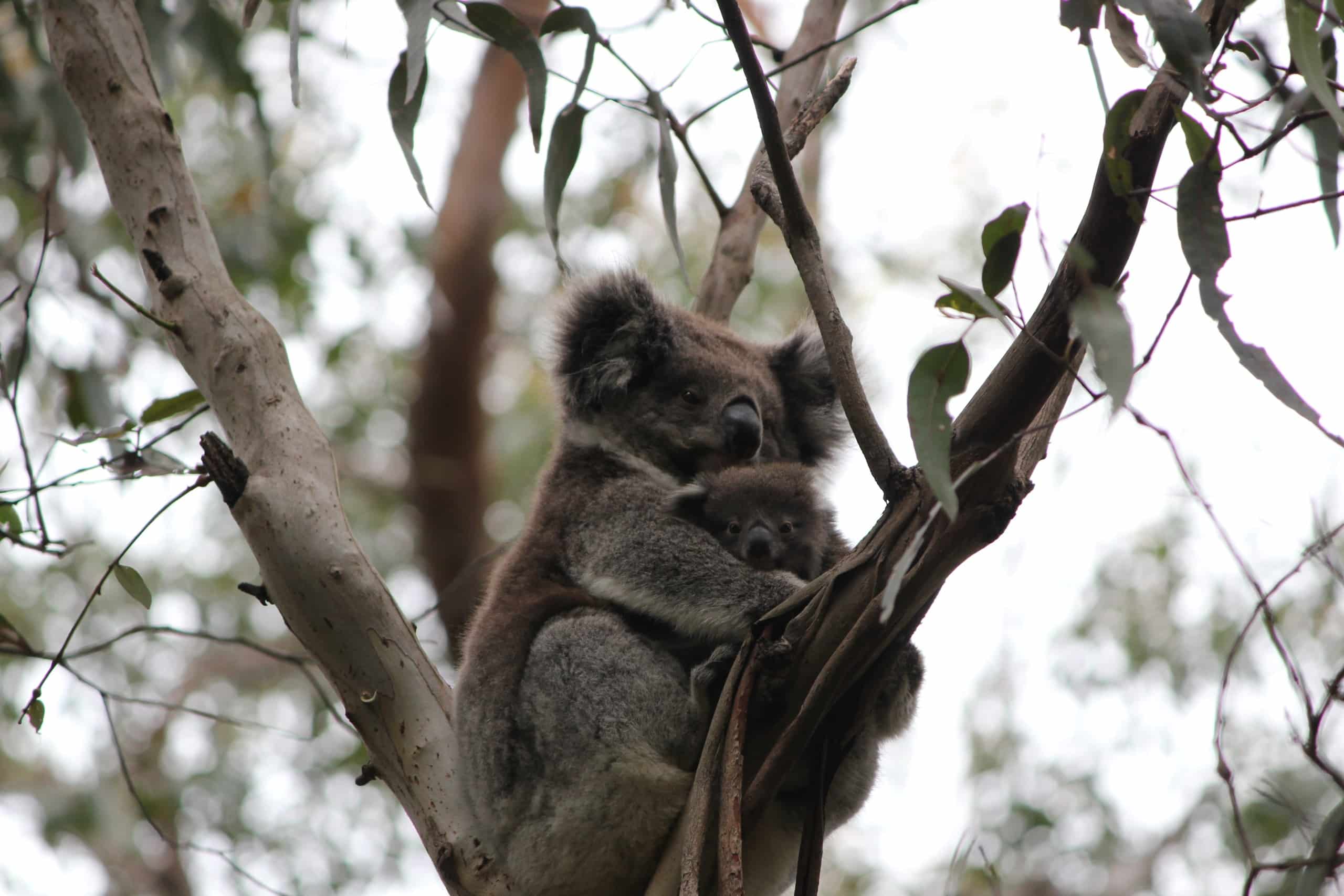 Koala i Australien