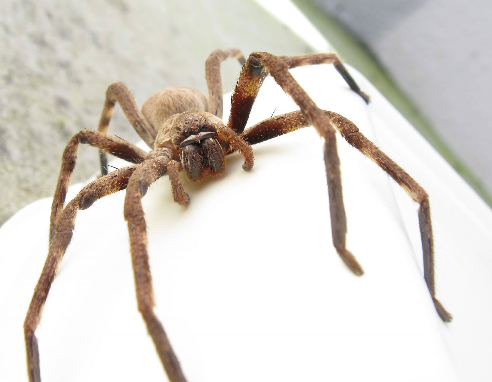 Spinnen In Australi Welke Kom Je Tegen En Hoe Herken Je Ze   Jachtkrabspin Huntsman Sparassidae Palystes Castaneus 2048x1590 