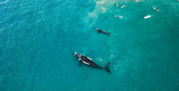 Une baleine frappe les surfeurs avec la queue