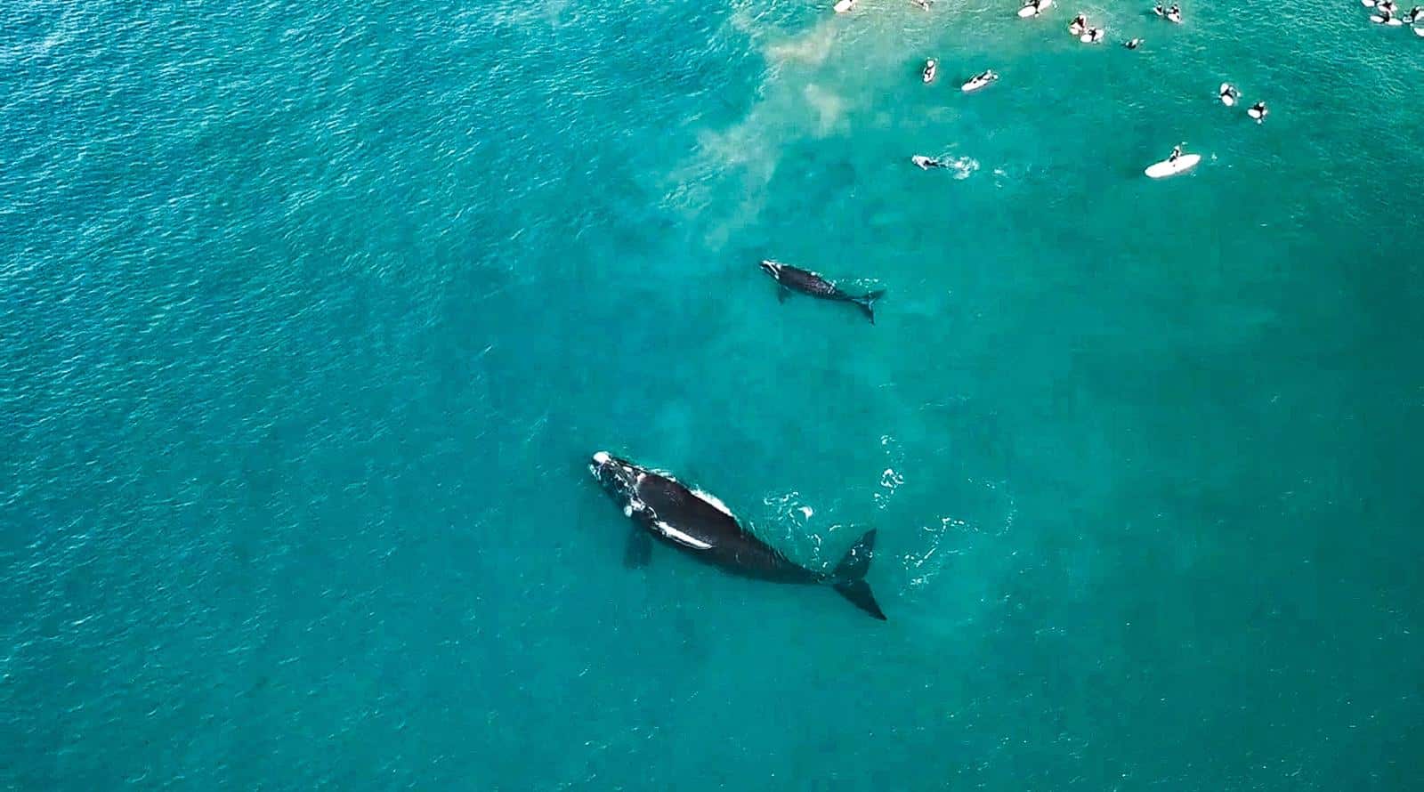 Une baleine frappe les surfeurs avec la queue