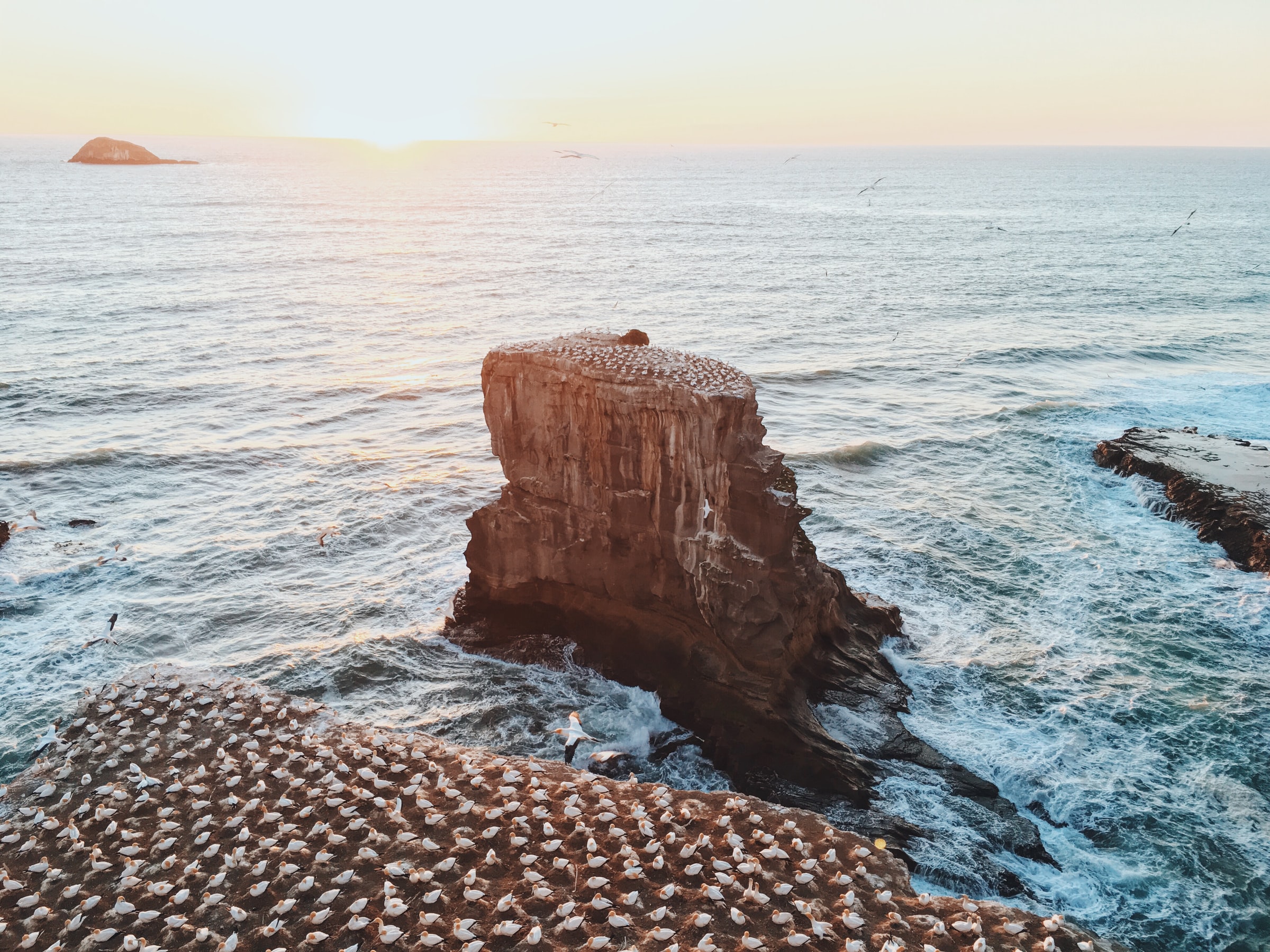 Muriwai Gannet Colony, Auckland