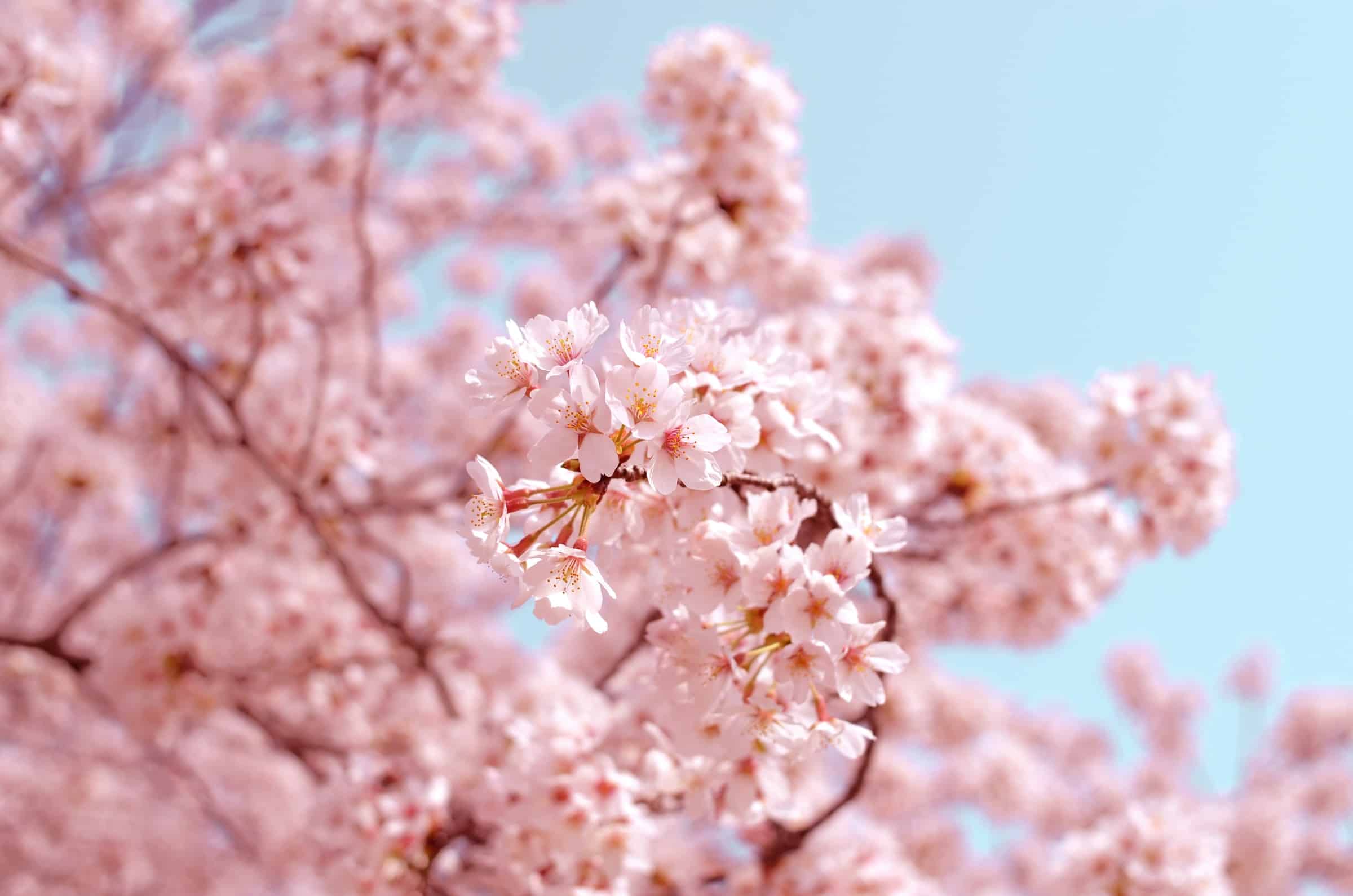 Kersenbloesem | Reisgids Japan