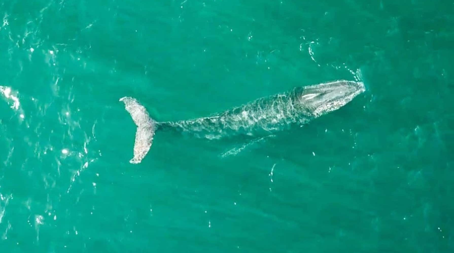 Velryby - velrybí sezóna v Austrálii