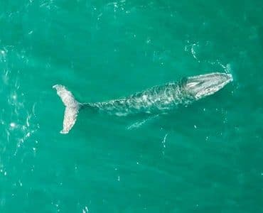 Hval - hvalsesong i Australia