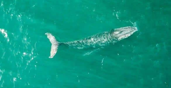 Walvisse - walvisseisoen in Australië
