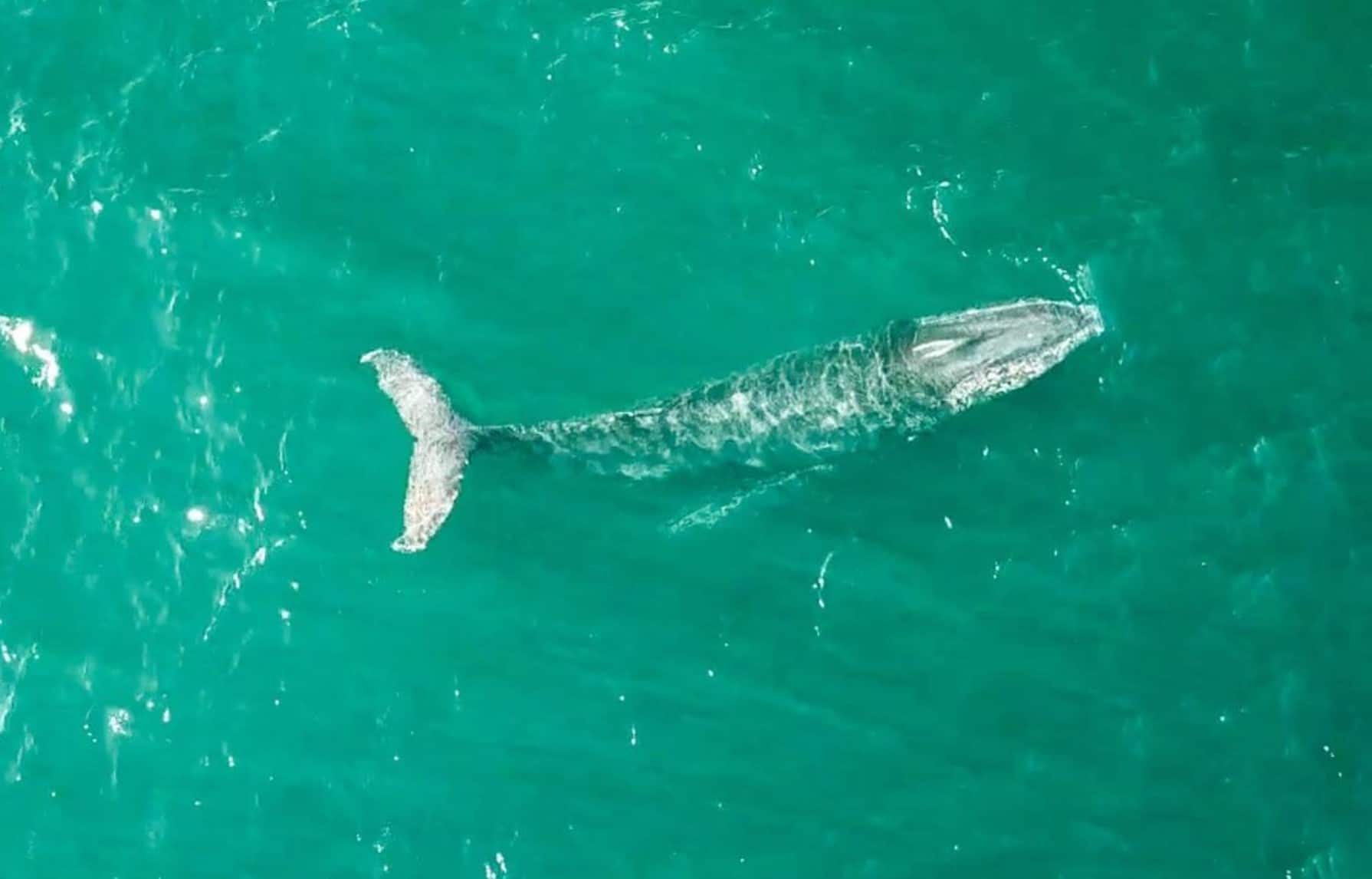 Velryby - velrybí sezóna v Austrálii