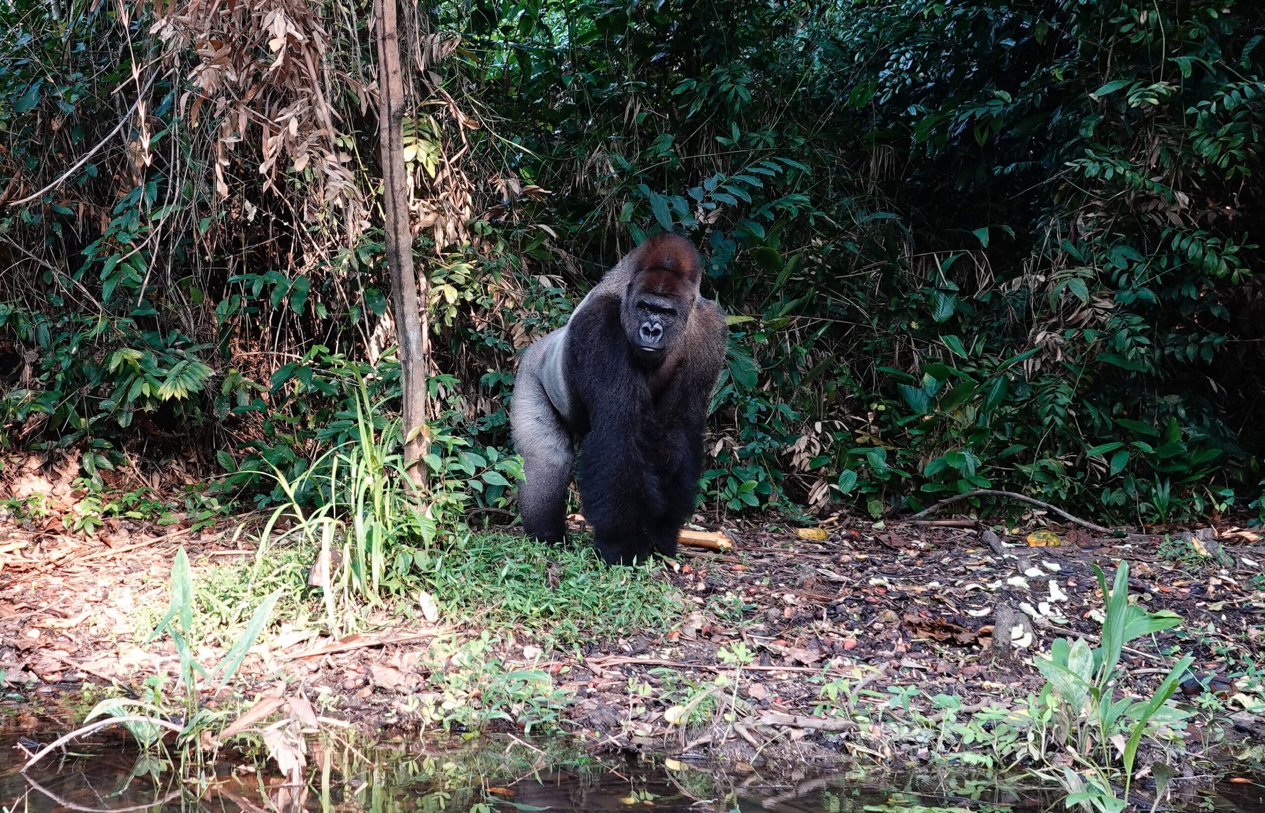 Gorilla in Lesio-Louna Wild  Reserve