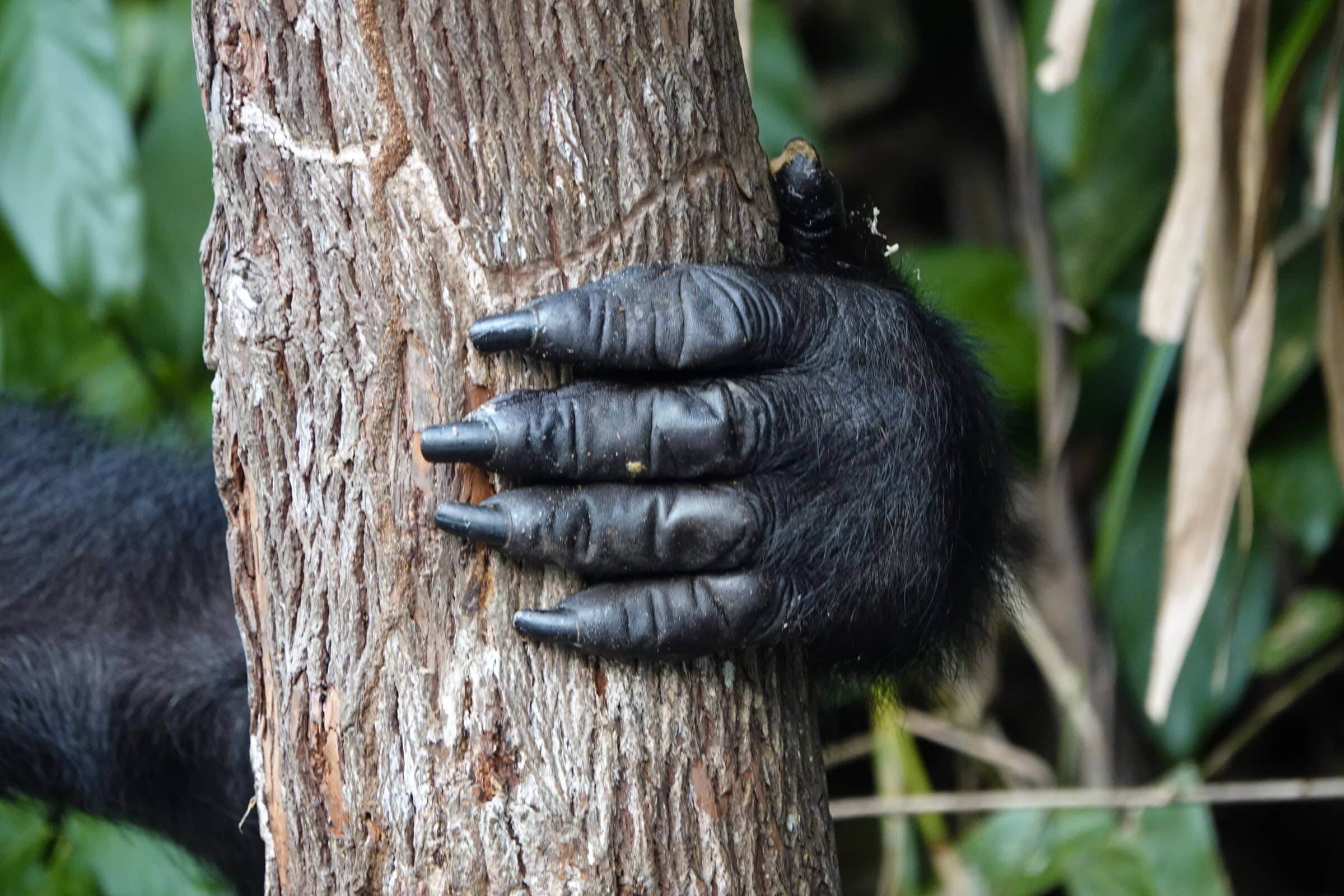 Hand van gorilla in Lesio-Louna Wild  Reserve