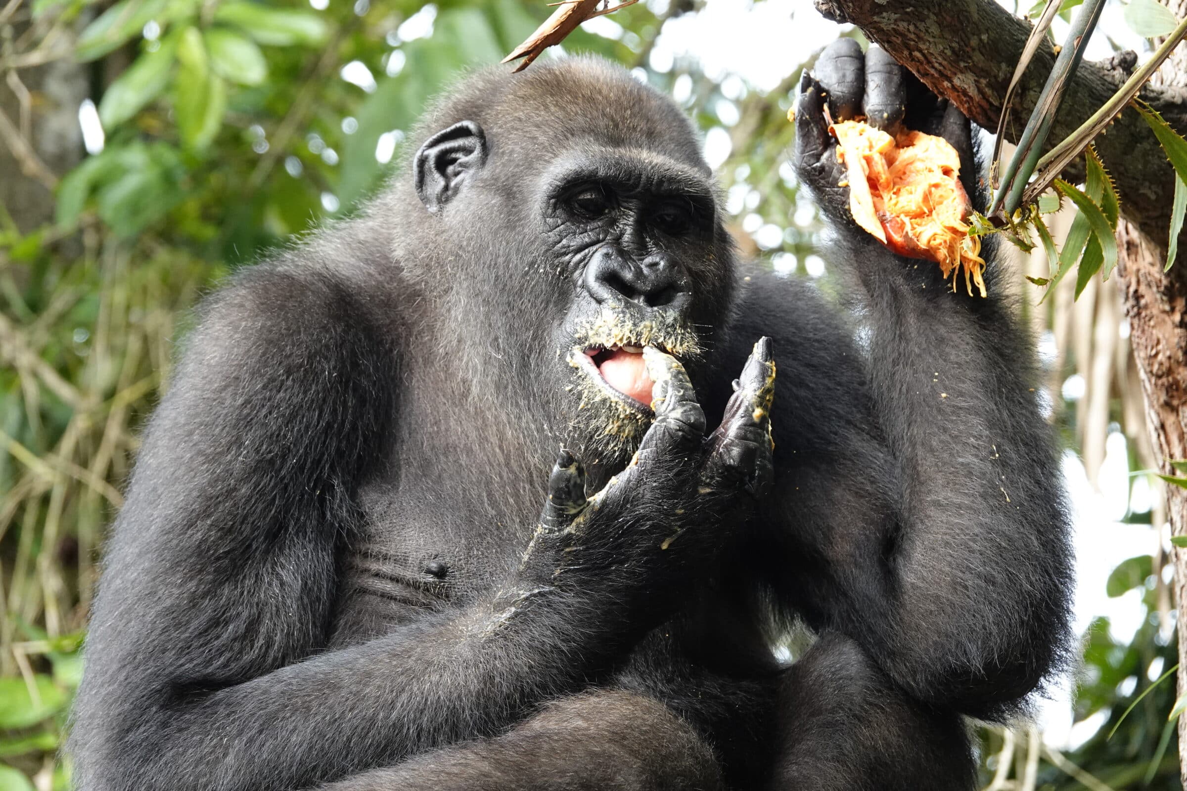 Vingers aflikken | Gorilla in Lesio-Louna Wild  Reserve