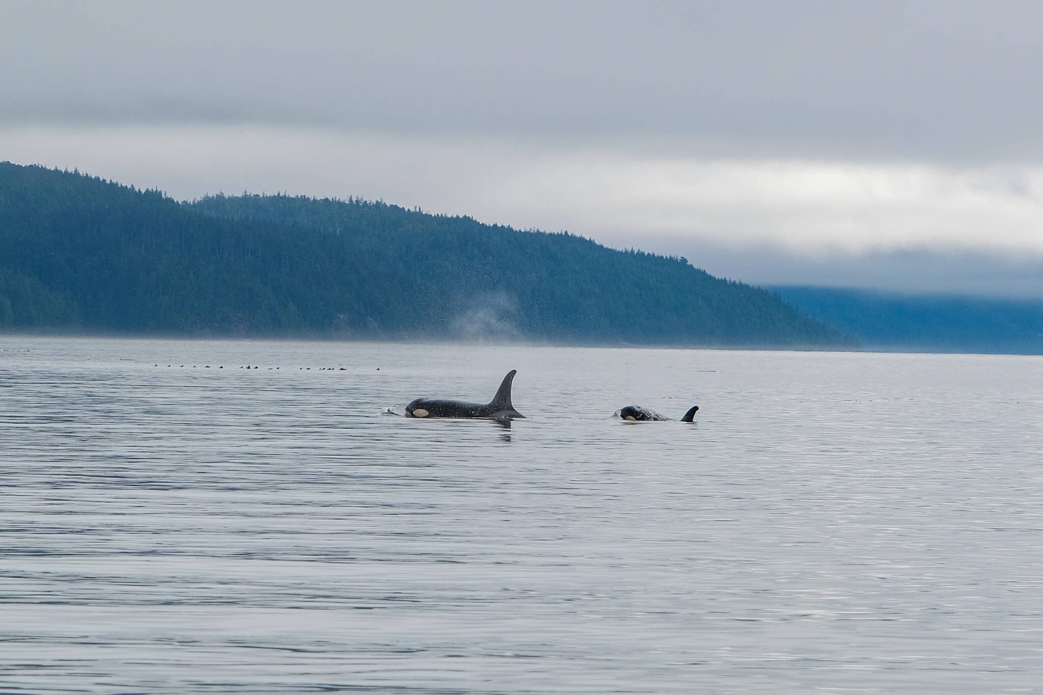 Orcas Ilha de Vancouver