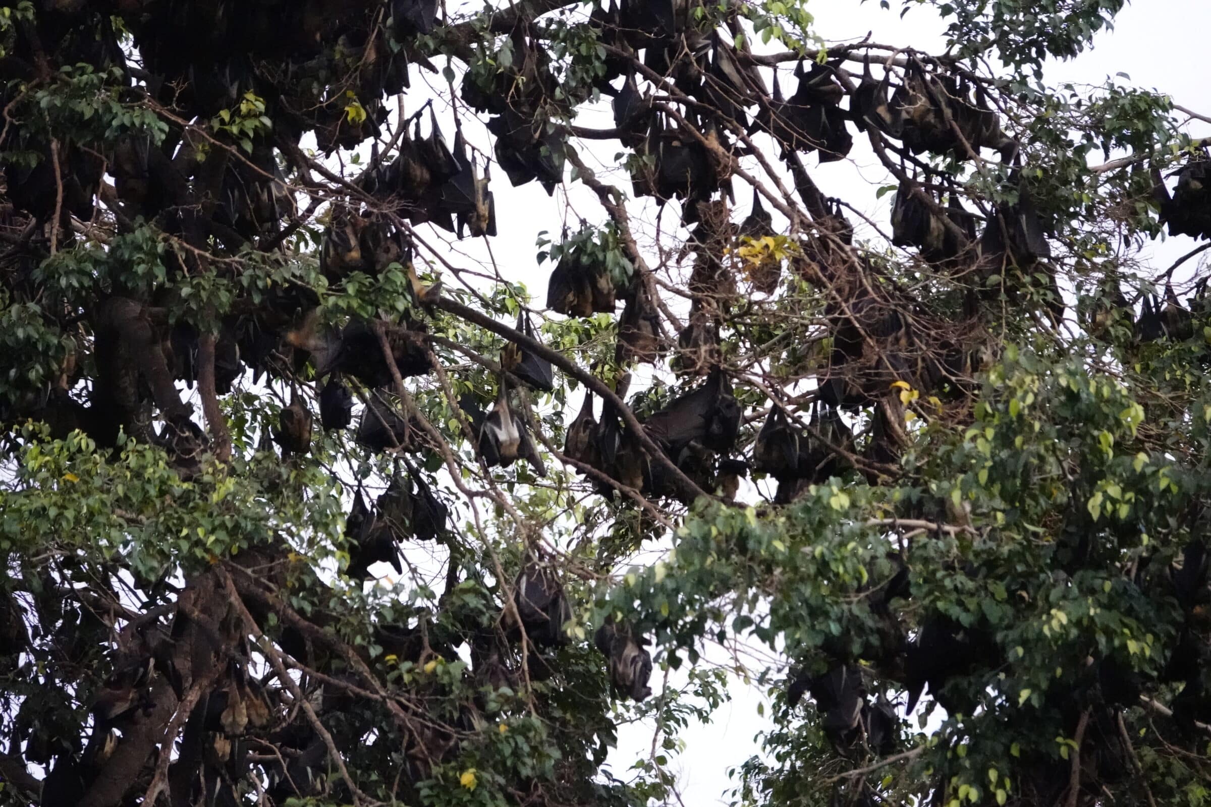 数千匹のコウモリ | アンゴラに上陸