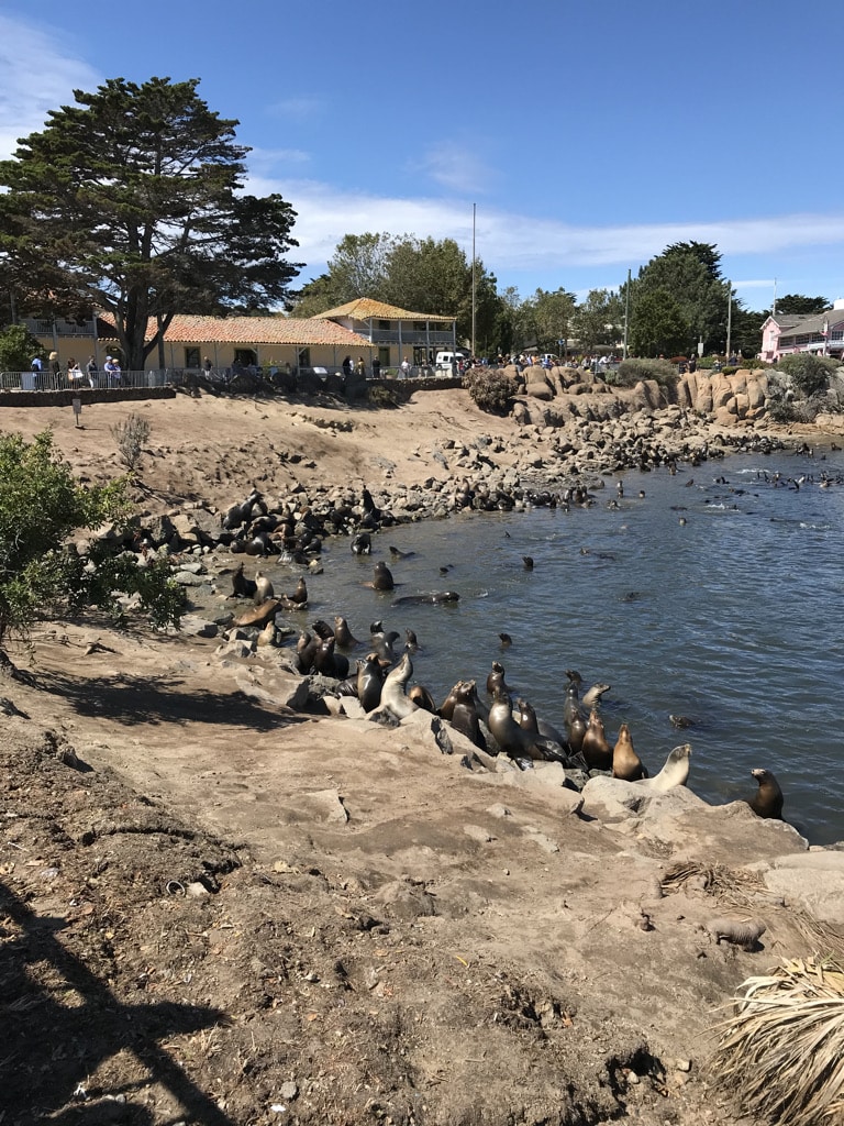Luidruchtige zeeleeuwen in Monterey