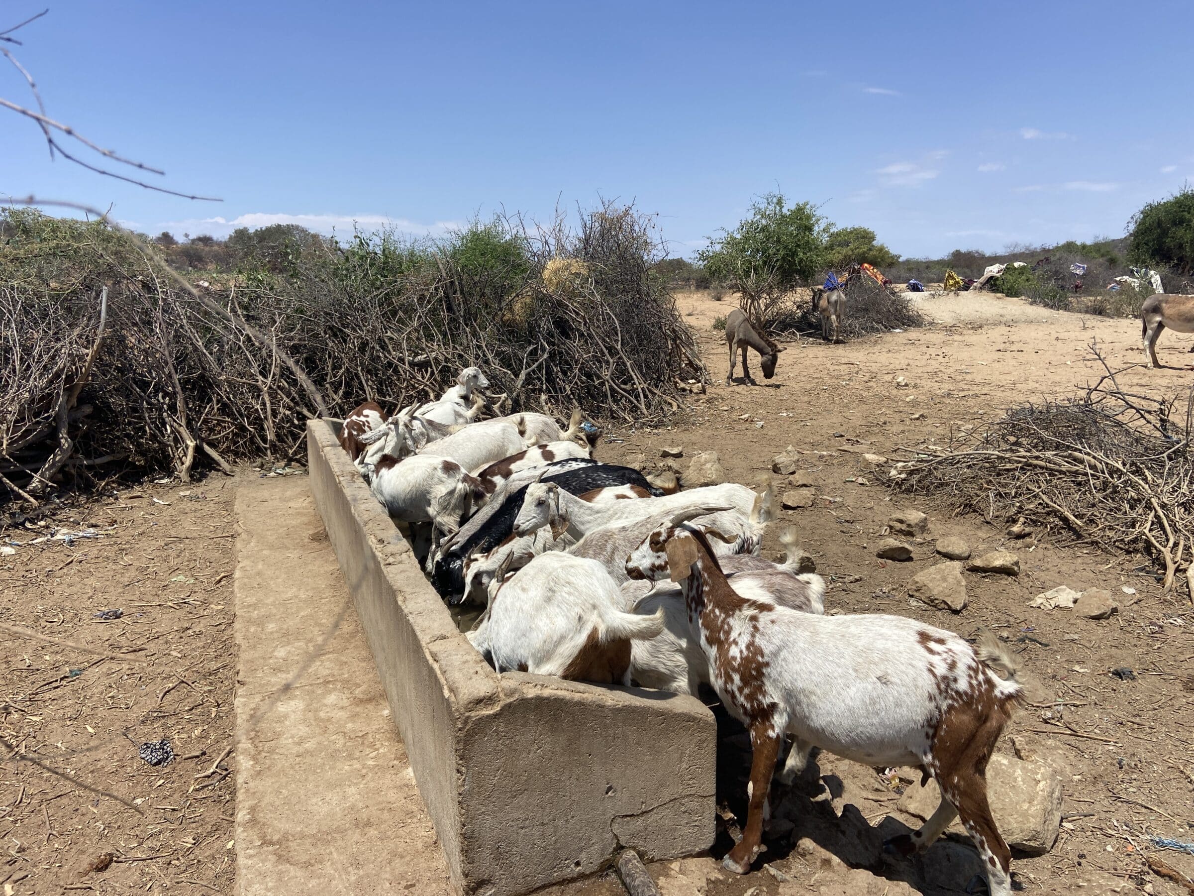 Koze iz Mucabala | Obilazak Angole