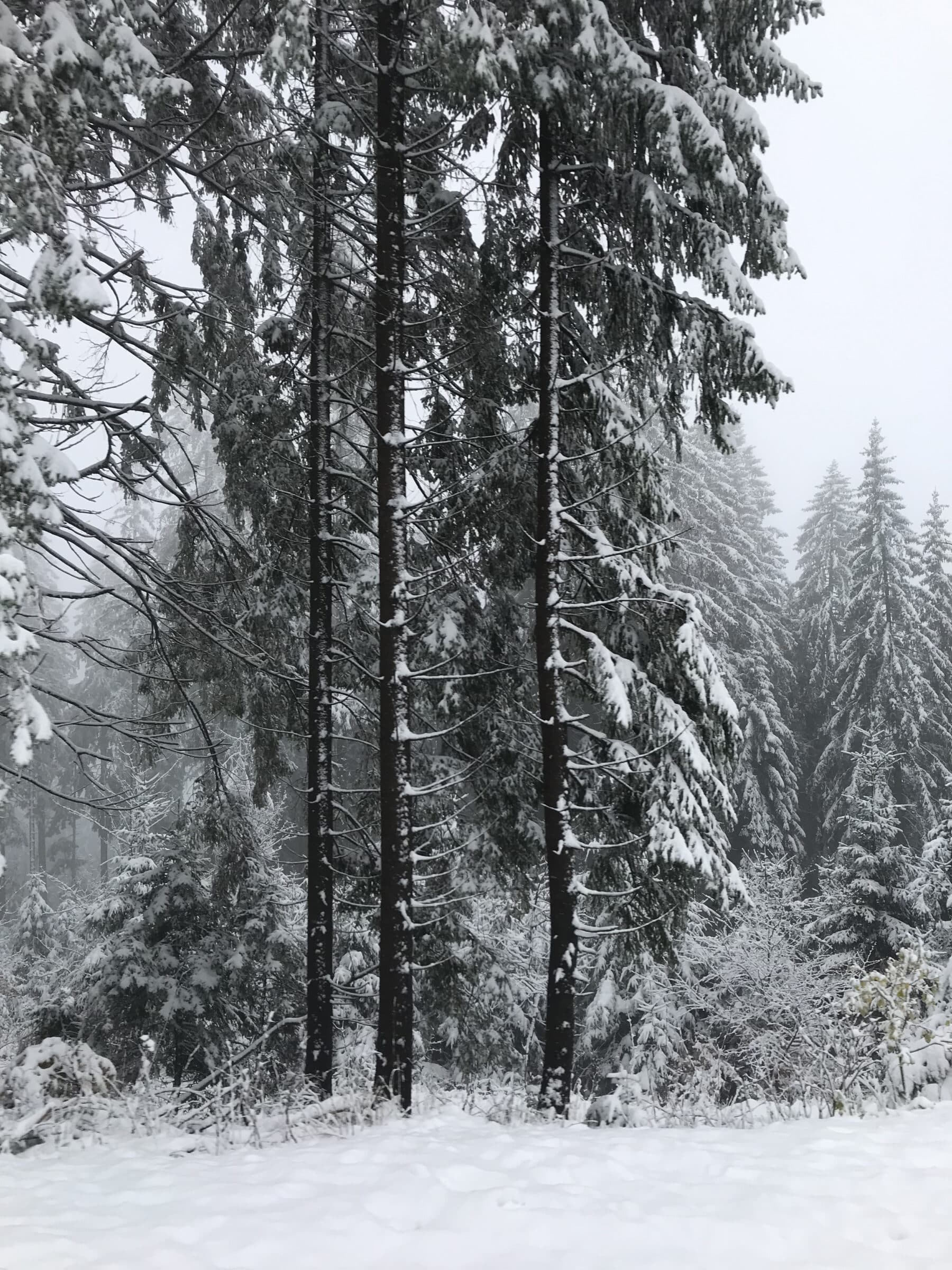 As árvores cobertas de neve da Floresta Negra