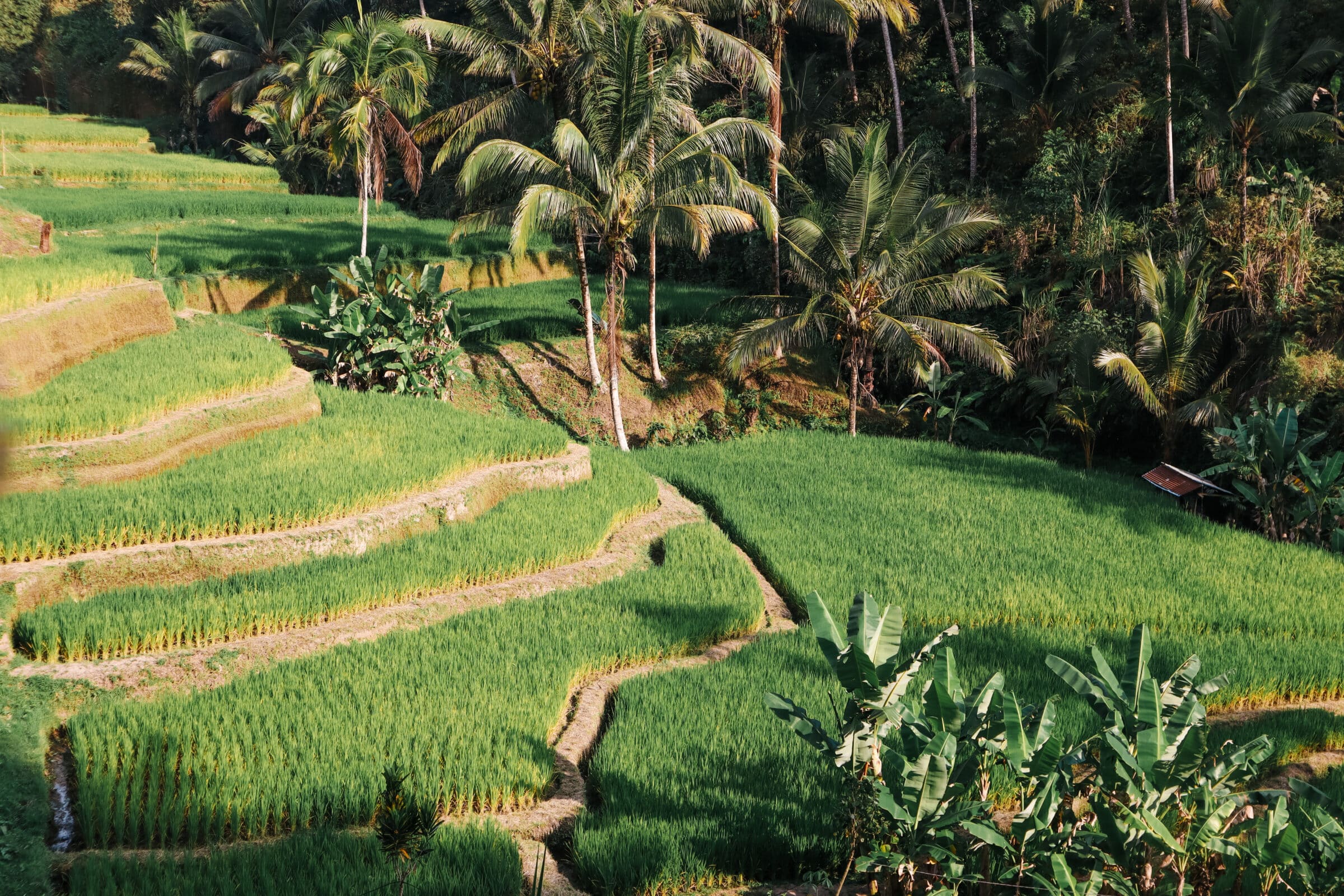 De Tegalalang rijstterrassen op Bali | Tourist Traps