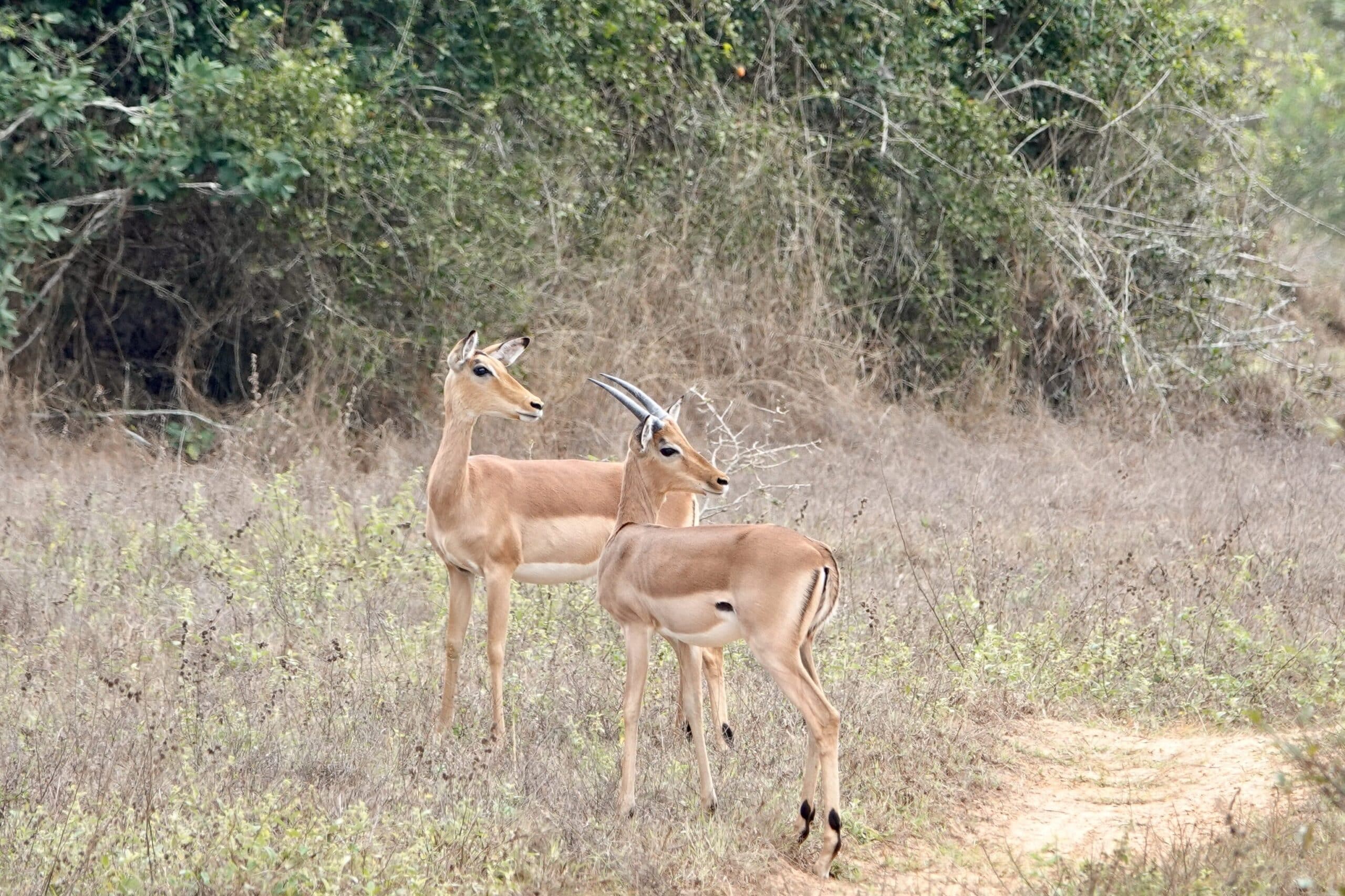 Impalas | Överlandning i Angola