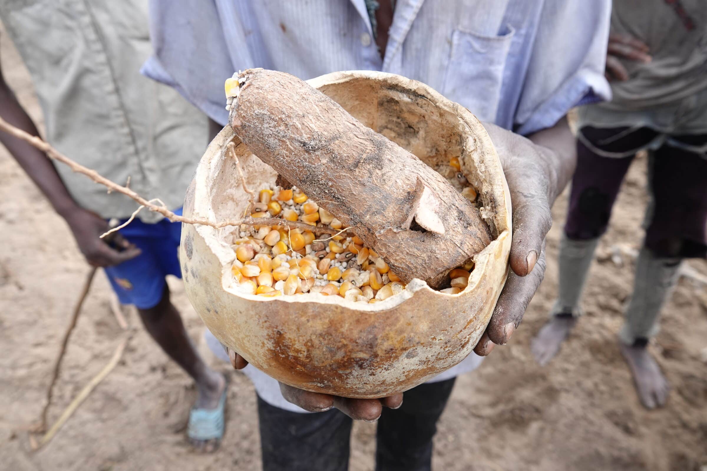 Majs sås för hand, tillsätter ett korn av gödningsmedel Tour Angola