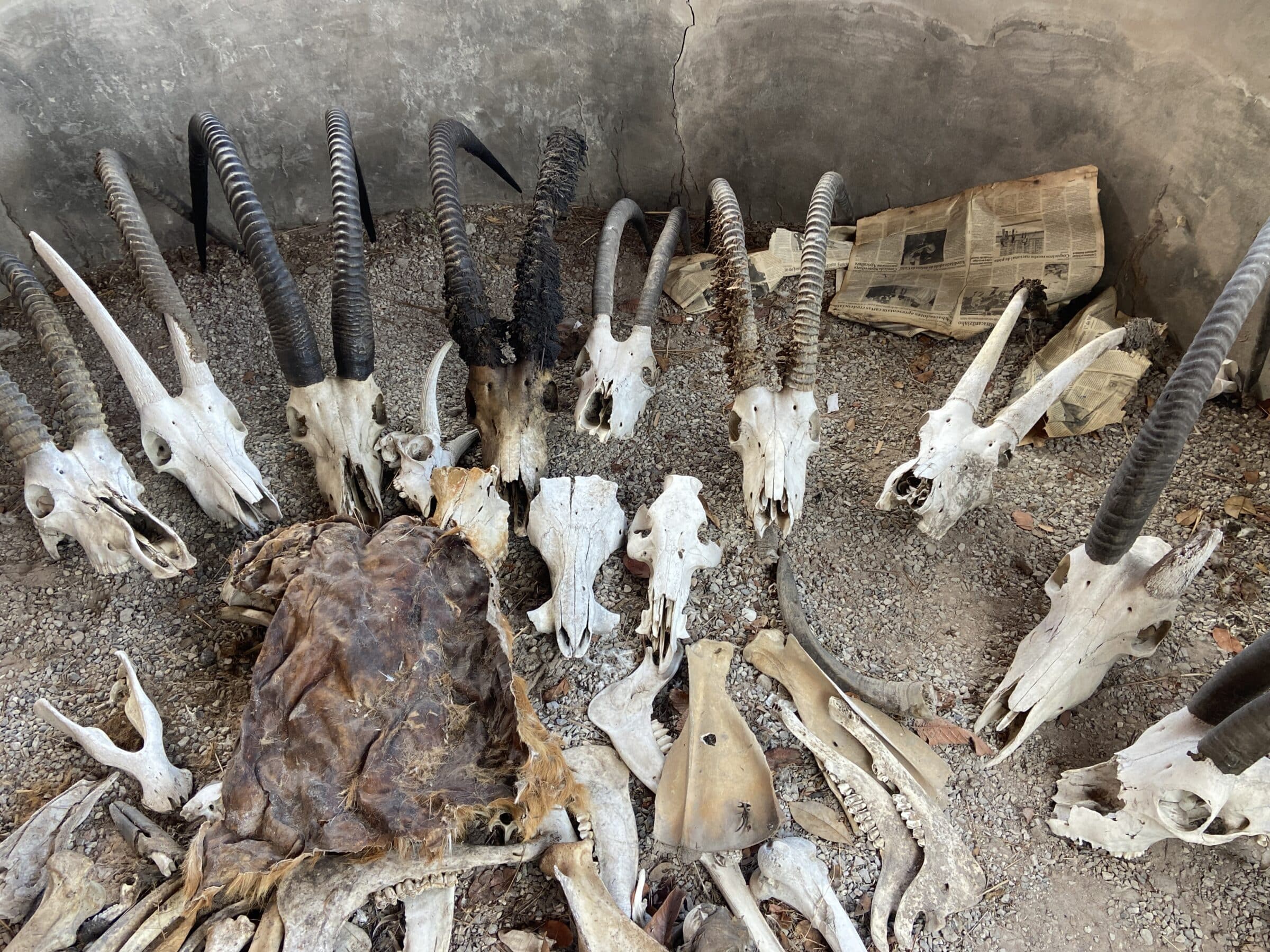 Palankas skallar | Överlandning i Angola