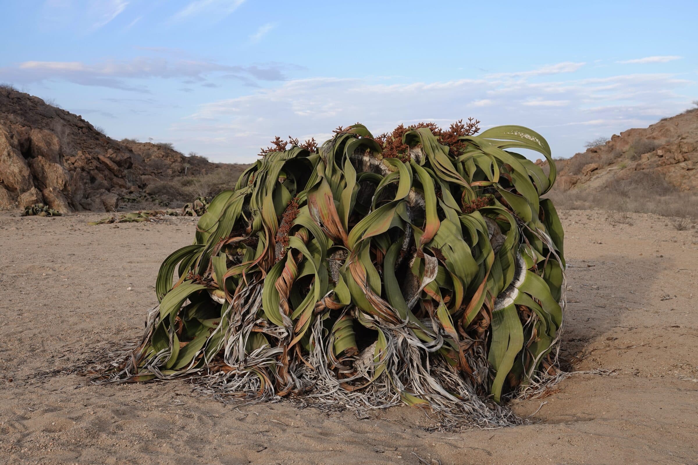 Welwitschia plant | Bezienswaardigheden Angola