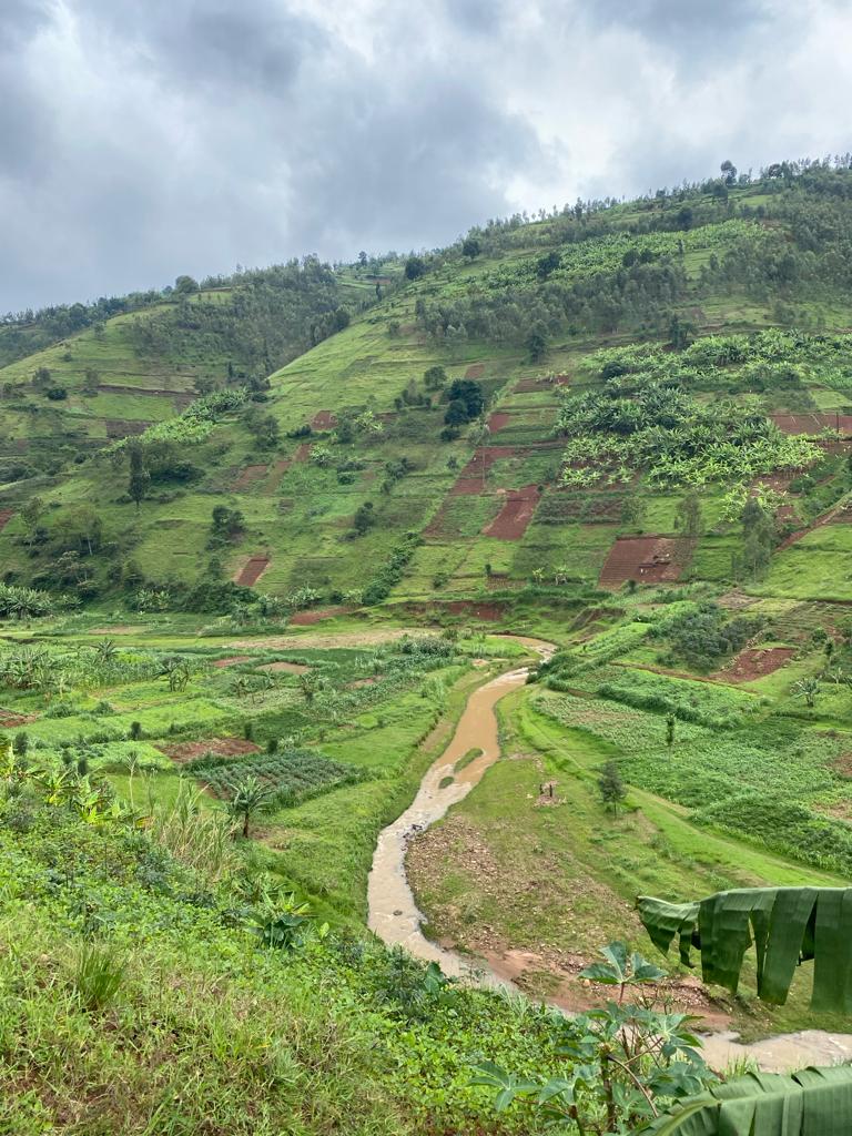 De plantages net buiten Kigali tijdens een hike