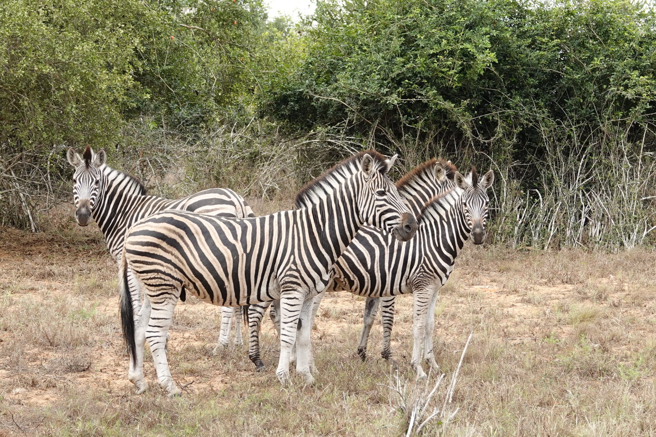 Zebra's | Overlanden in Angola