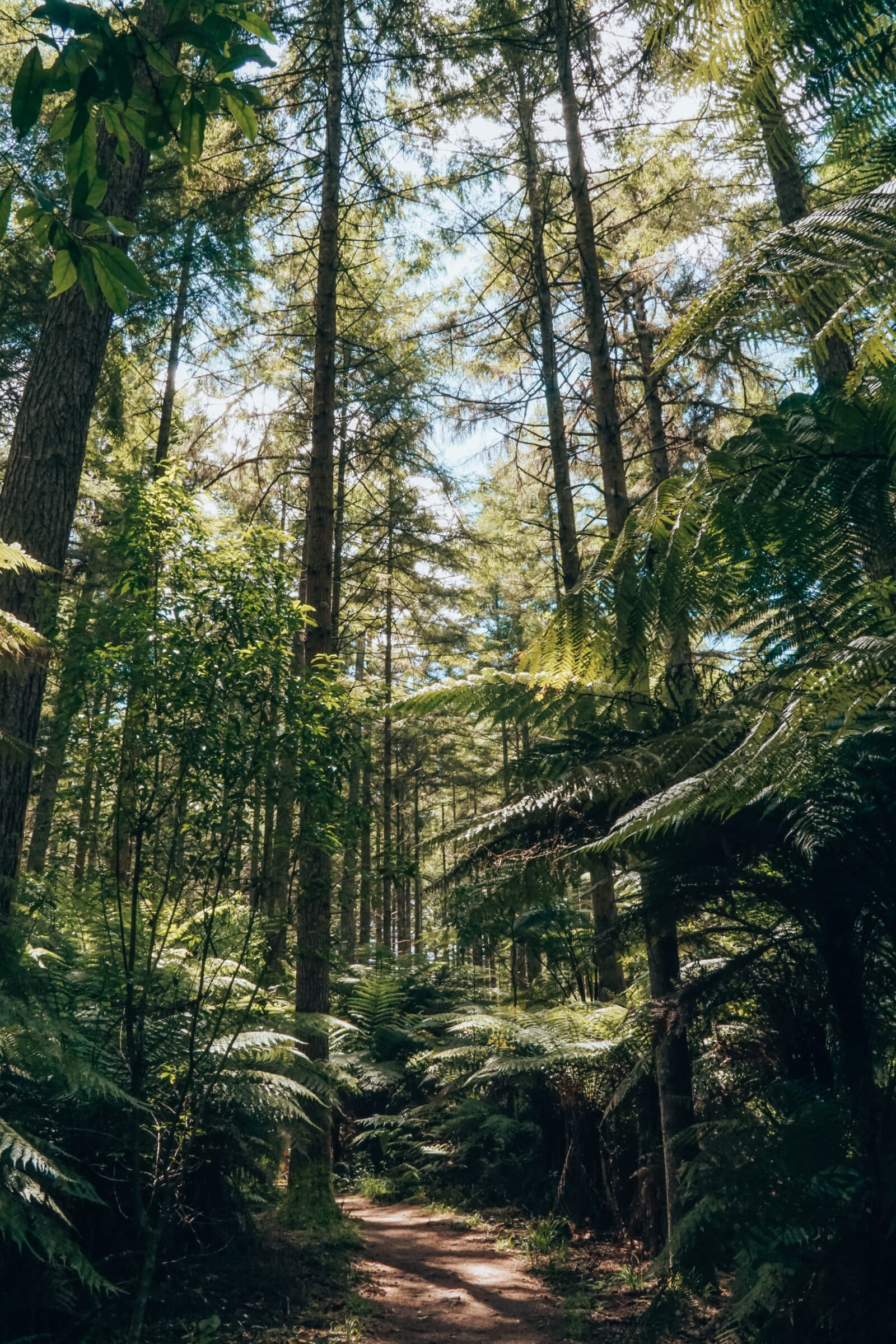 Las Red Wood, niedaleko Rotorua | Najważniejsze atrakcje Wyspy Północnej