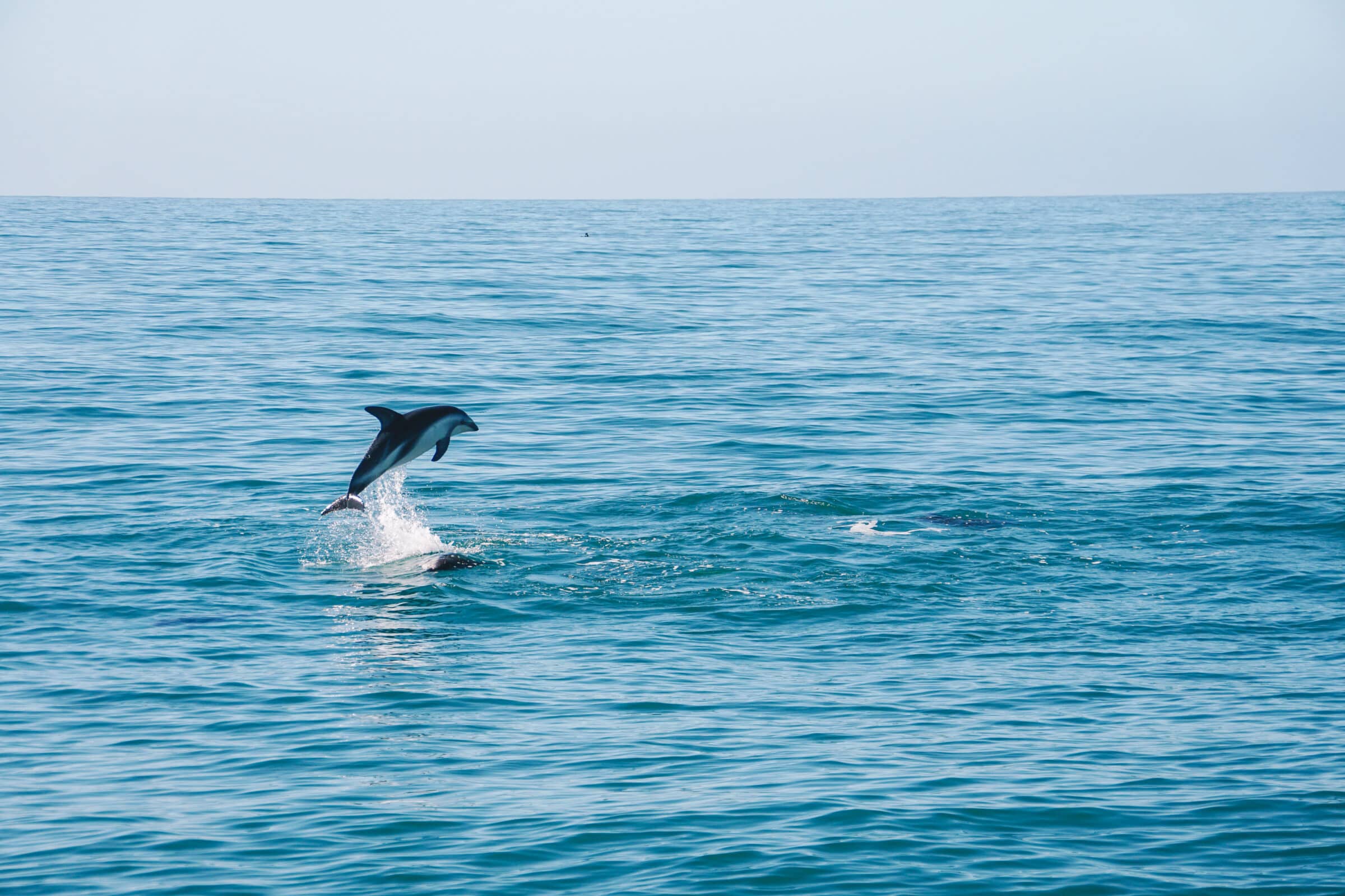 Jeden z wielu delfinów cętkowanych w Kaikoura | Najważniejsze atrakcje Wyspy Południowej w skrócie