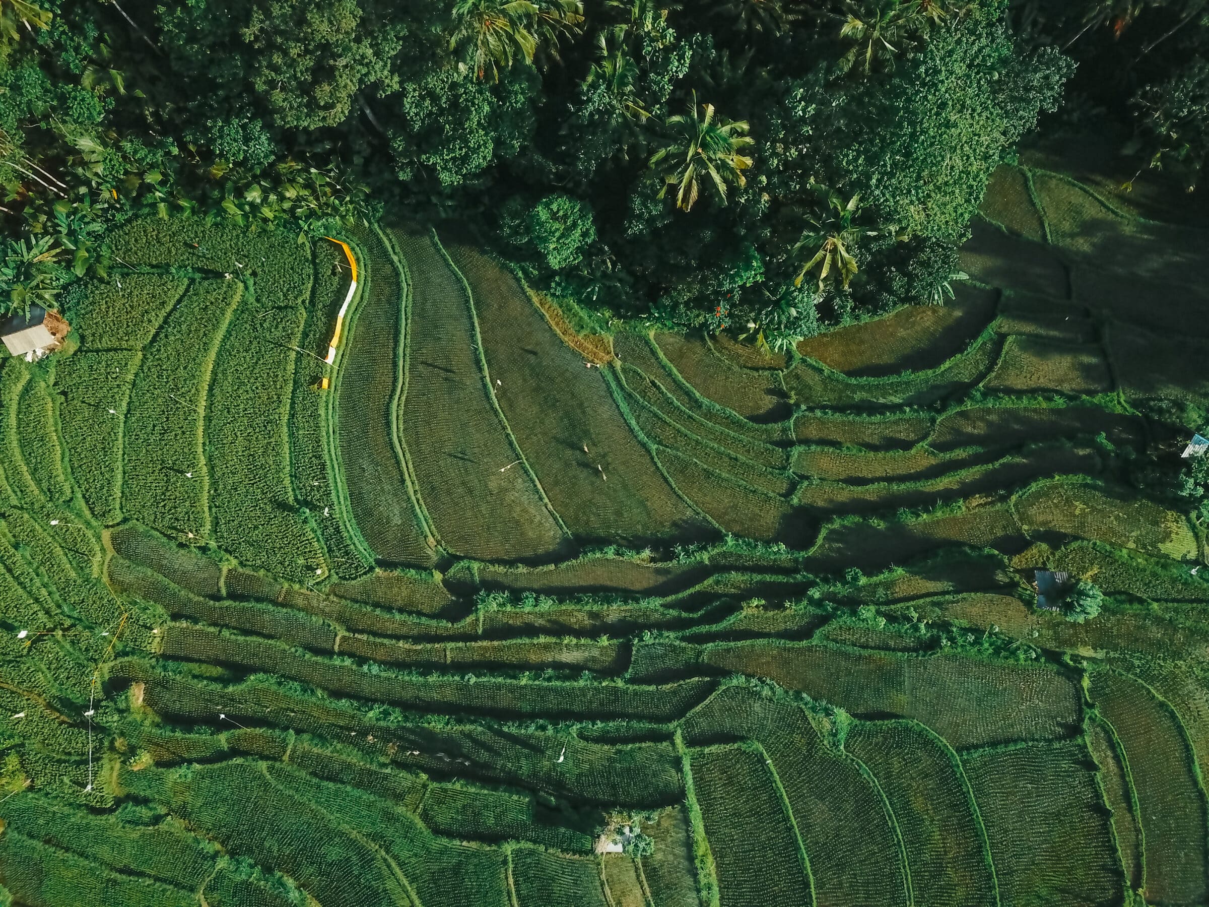 rijstvelden op Bali