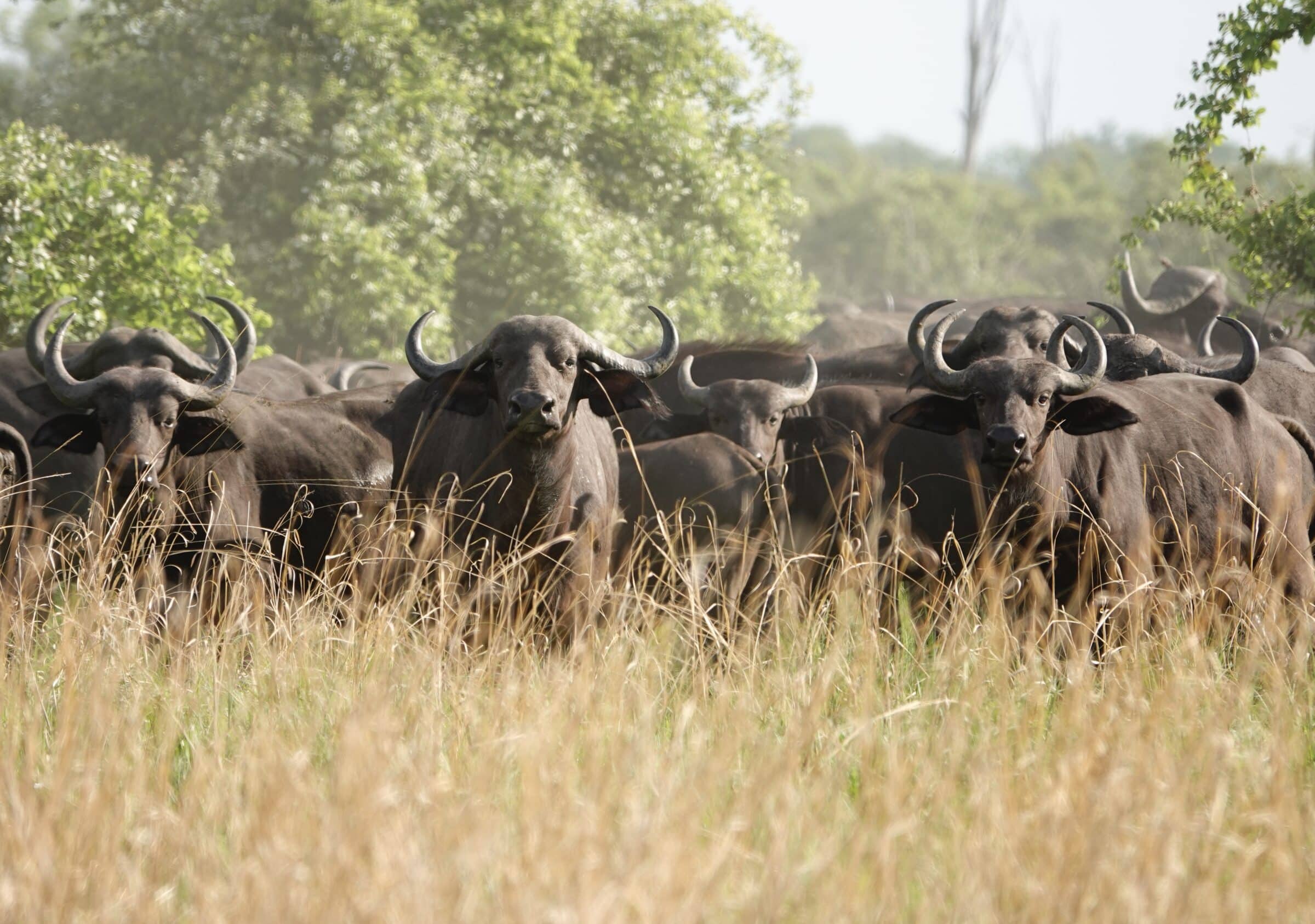 Flock bufflar | Överlandning i Zambia
