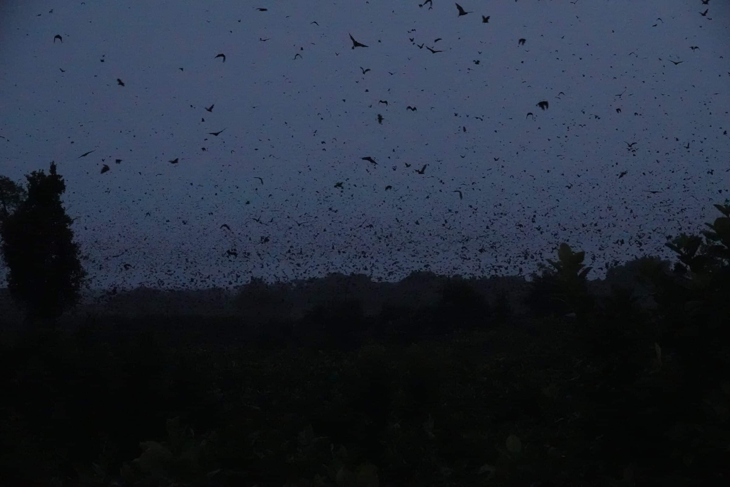 Miljontals fladdermöss i Kasanka nationalpark | Överlandning i Zambia