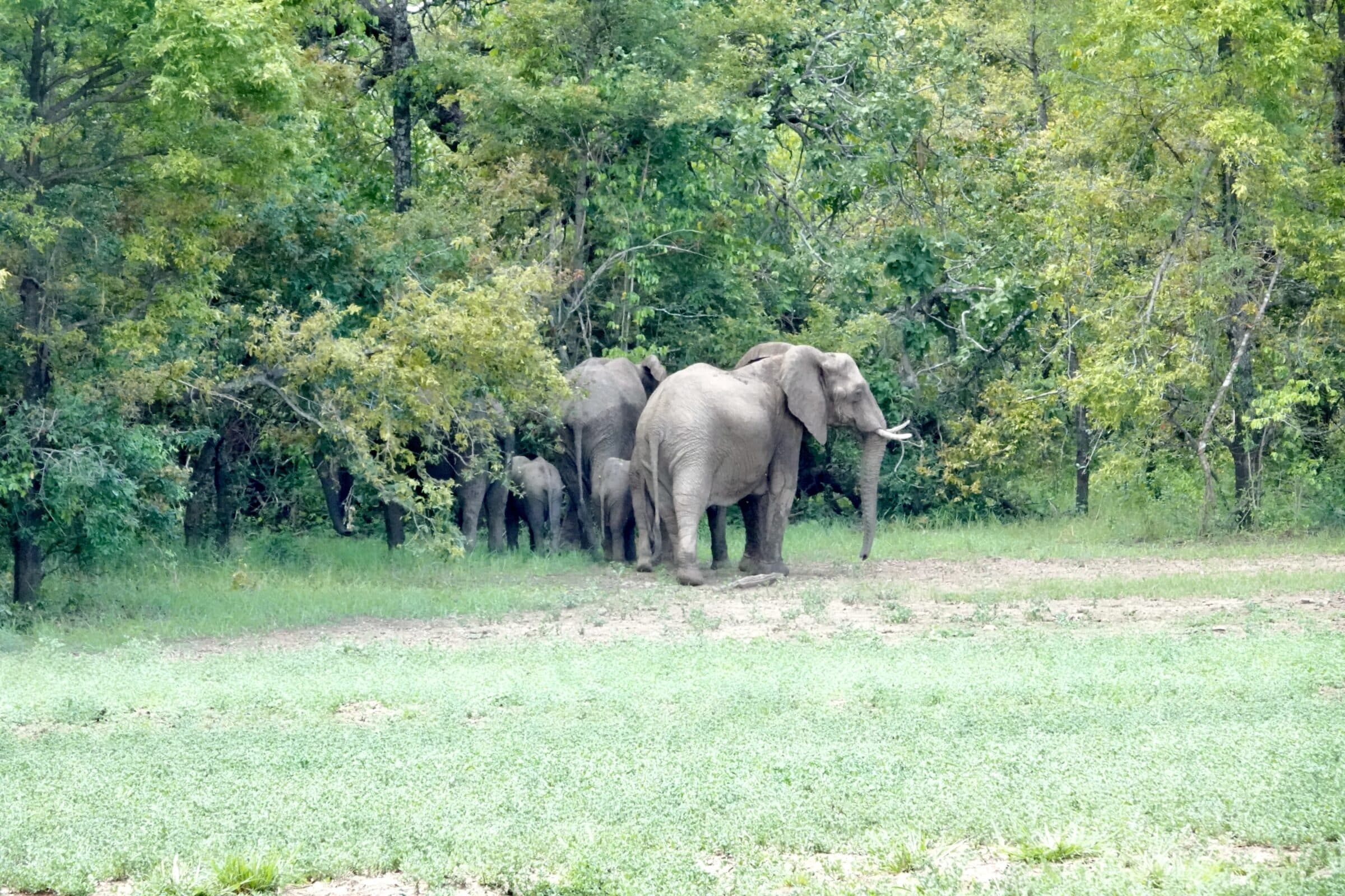 Elefantfamilj | Överlandning i Zambia