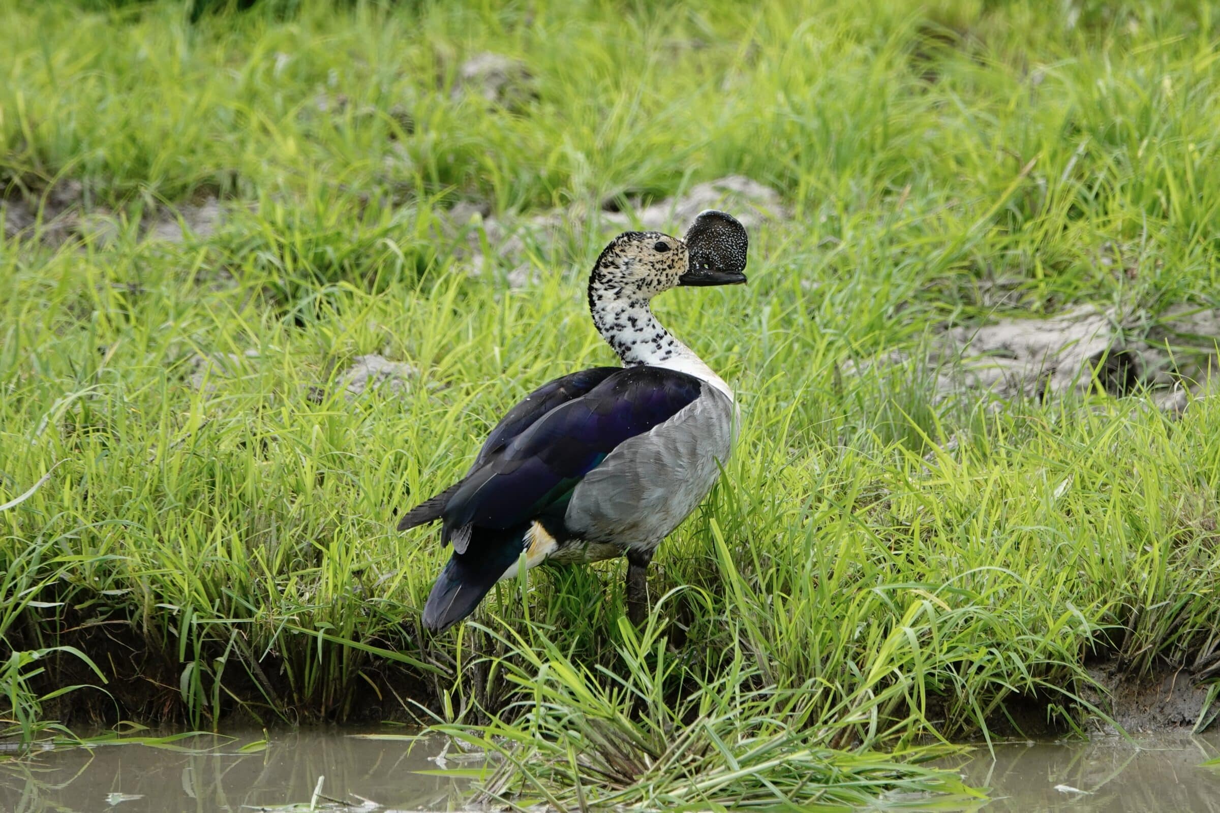 Bijzondere vogel in South Luangwa National Park