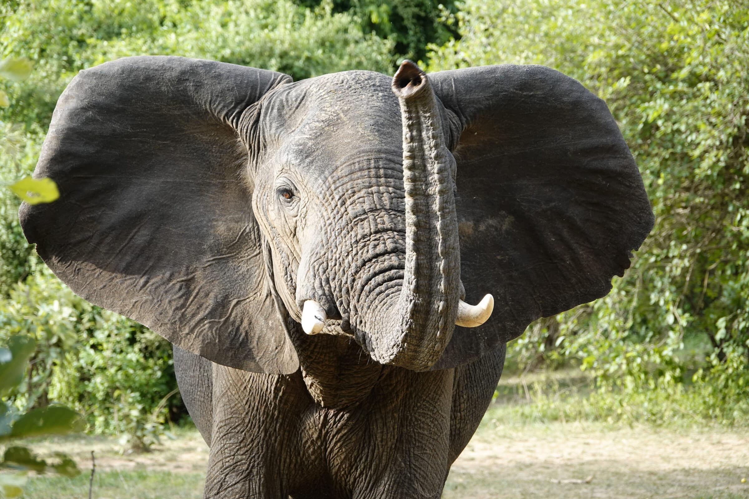 Slon u nacionalnom parku South Luangwa