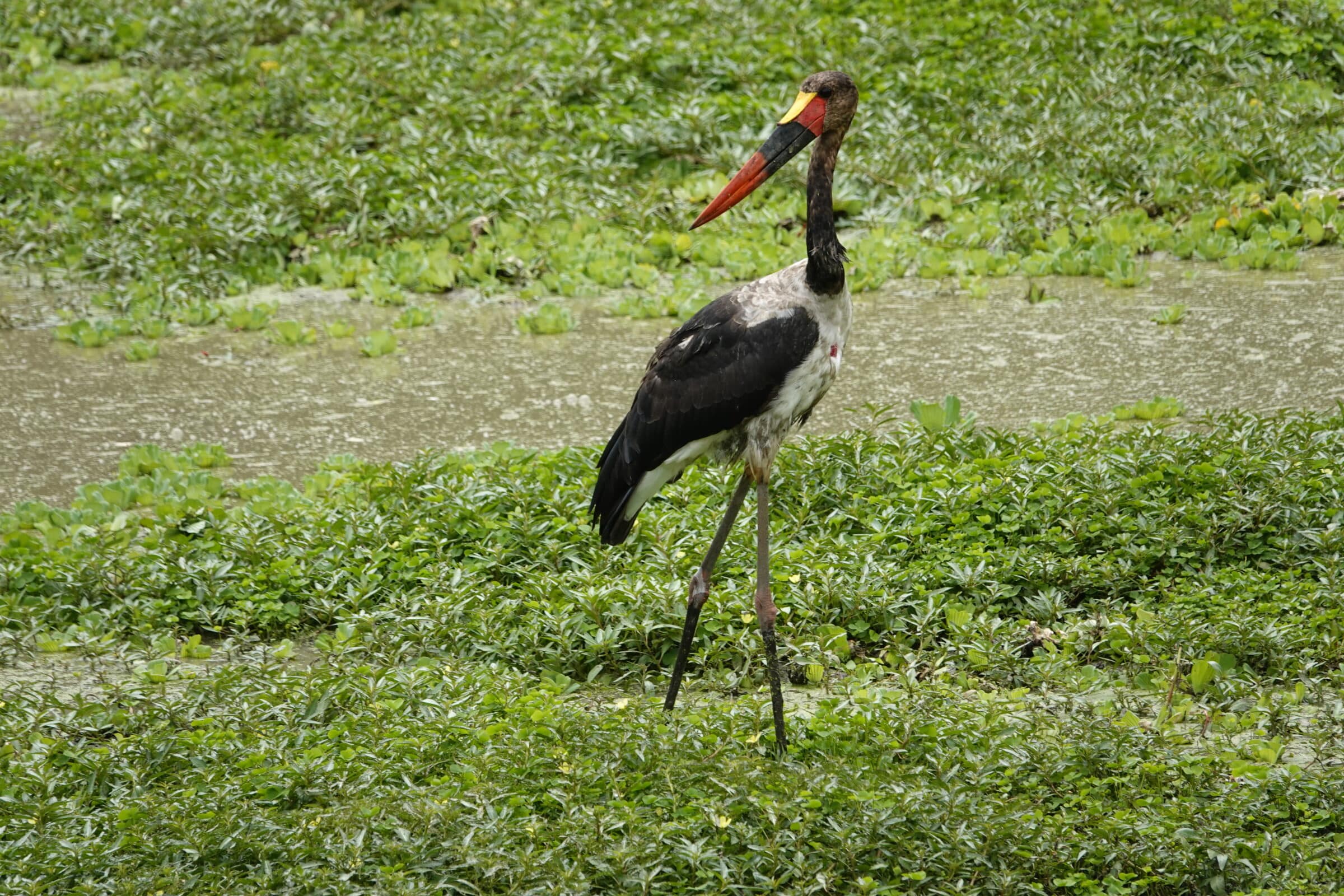 Vacker fågel i South Luangwa National Park