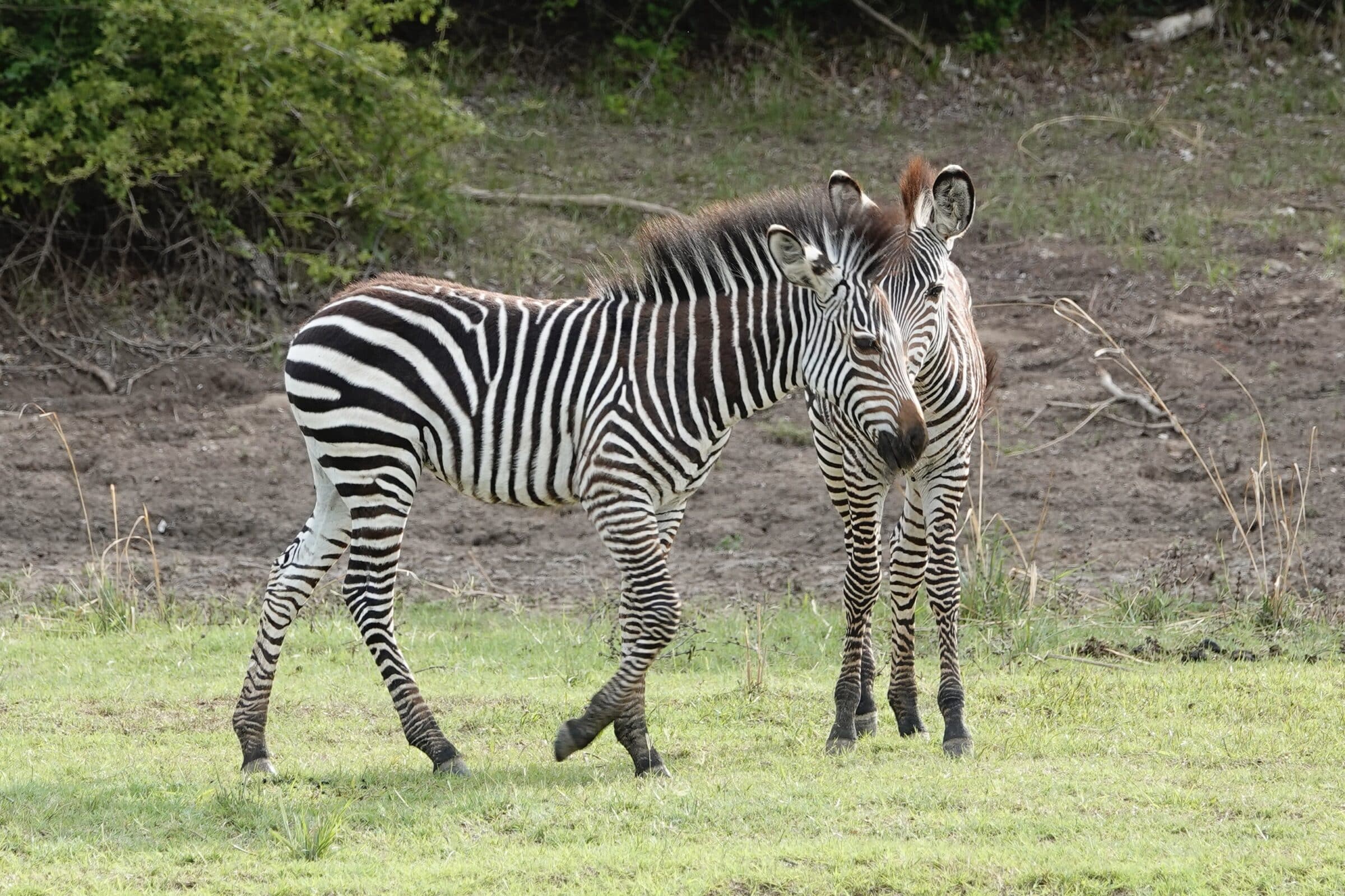 Zebra's in South Luangwa National Park