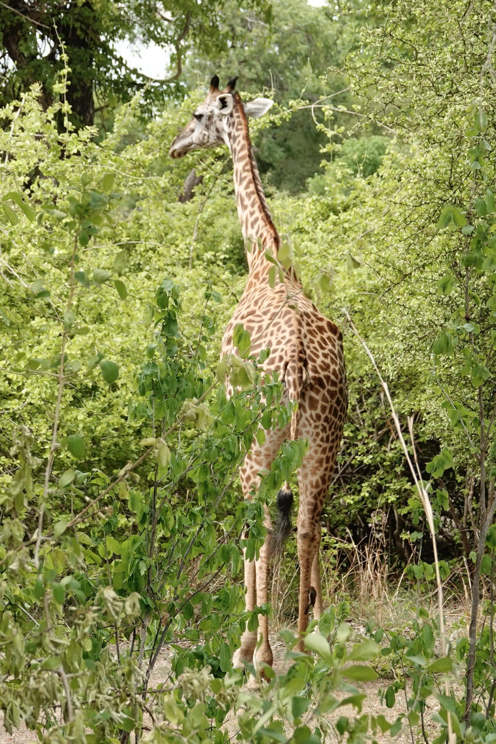 Žirafa u nacionalnom parku South Luangwa