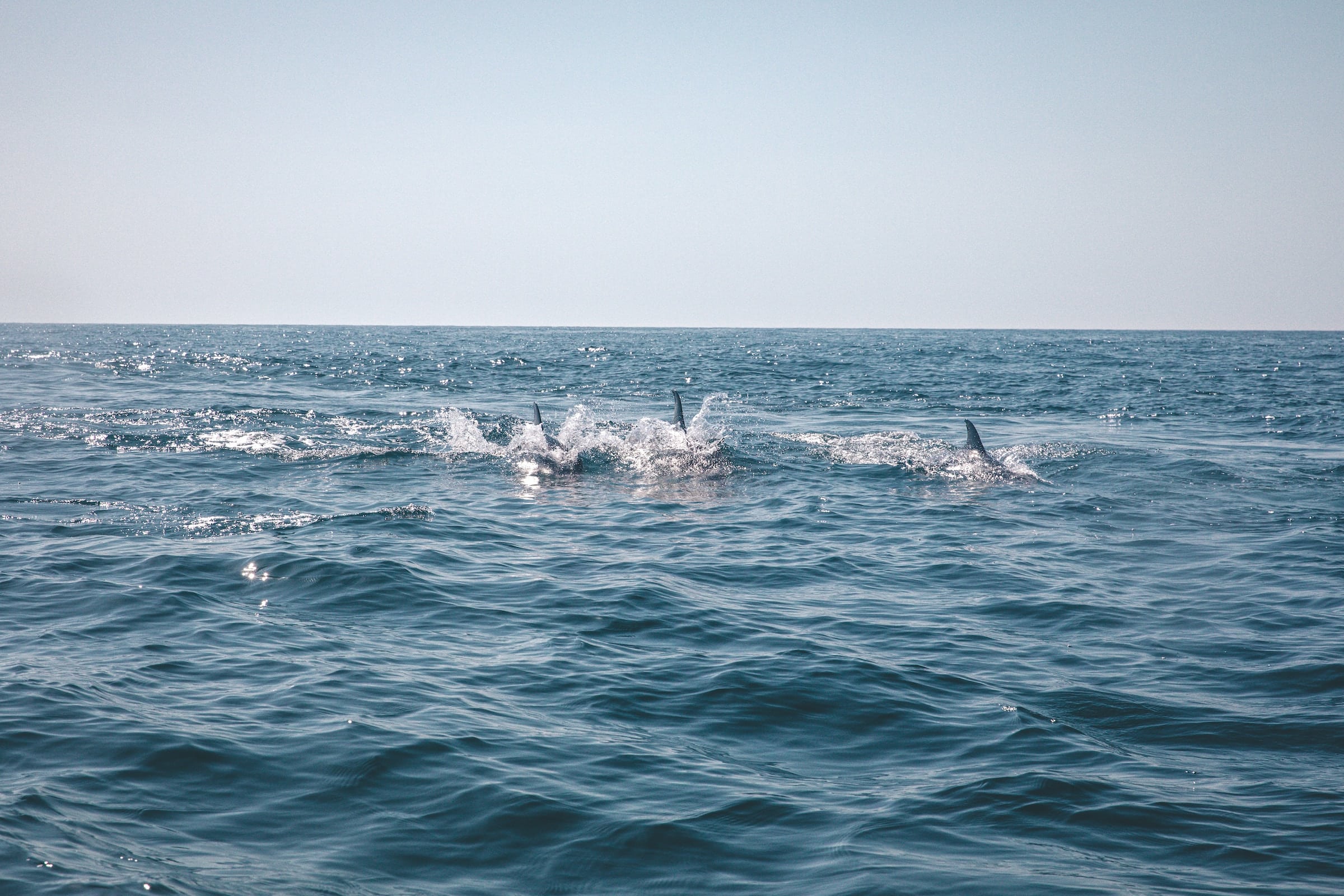 Een groep grijze dolfijnen