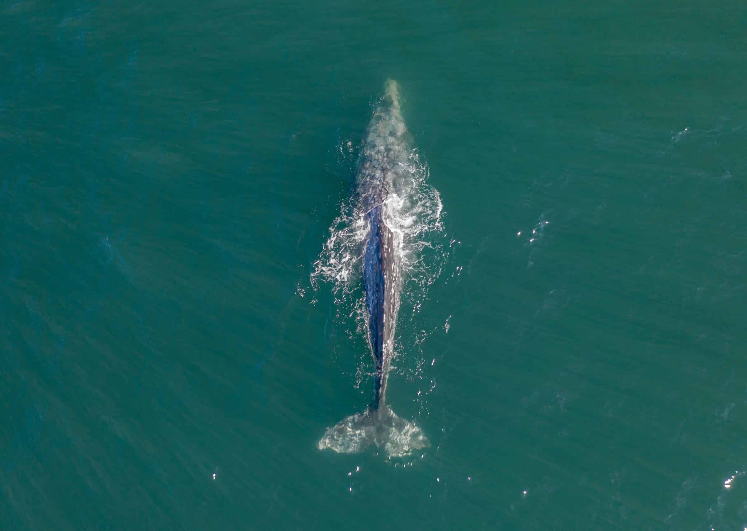 Grey Whale in de baai van Monterey