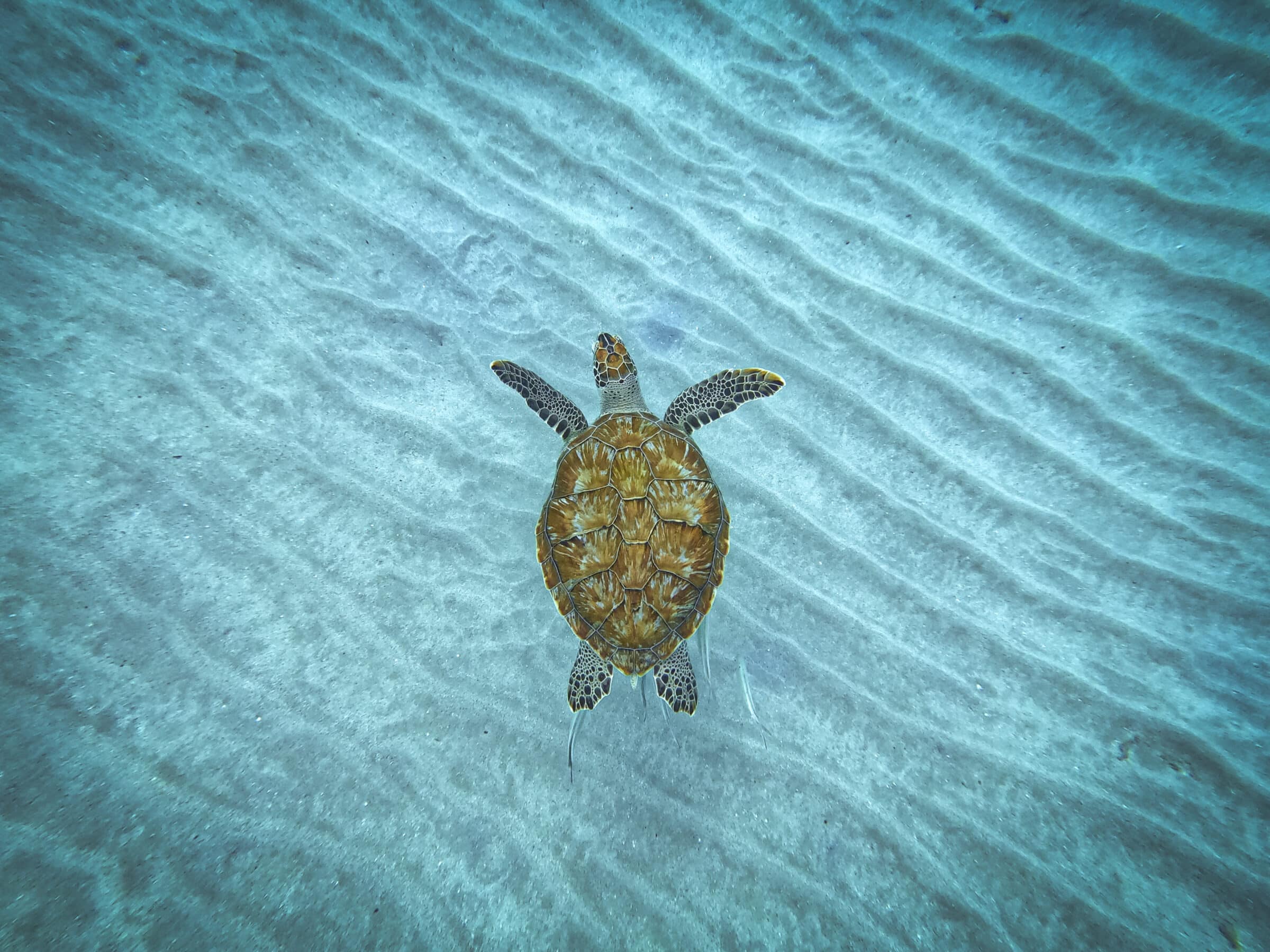 Zeeschildpad Curaçao, gefotografeerd met mijn GoPro tijdens het snorkelen