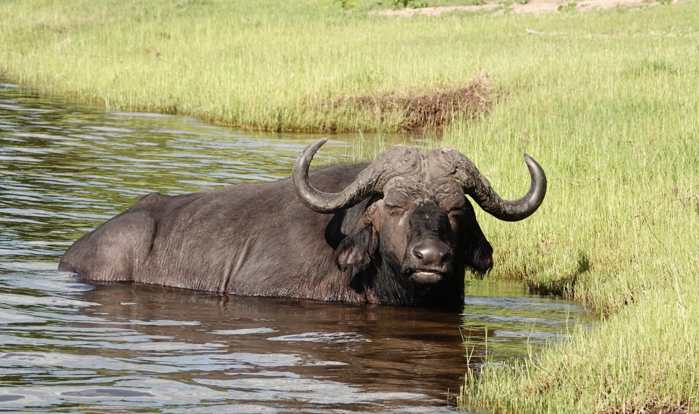 Büffel | Chobe-Nationalpark