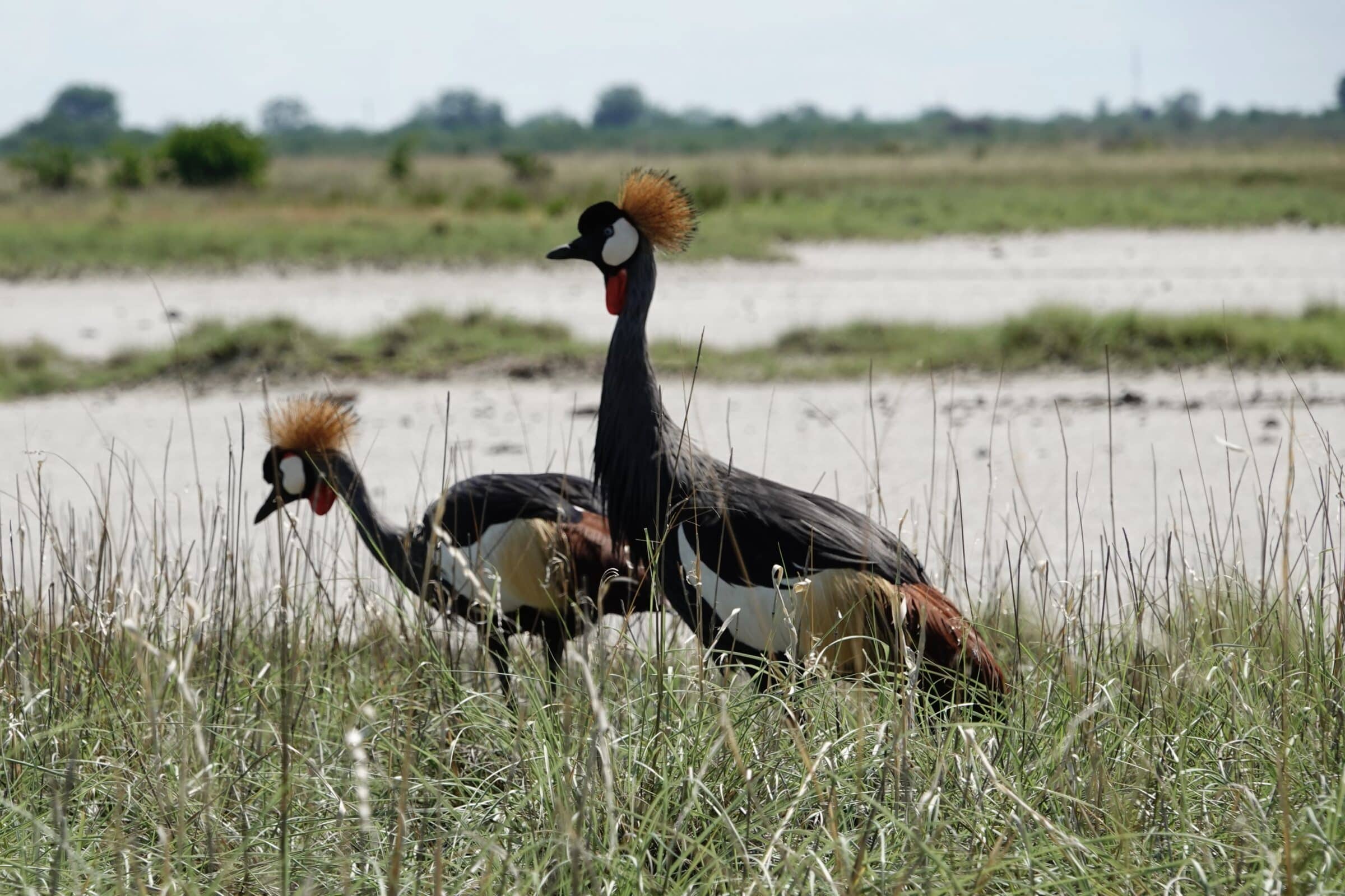 Kraanvogels | Makgadikgadi National Park