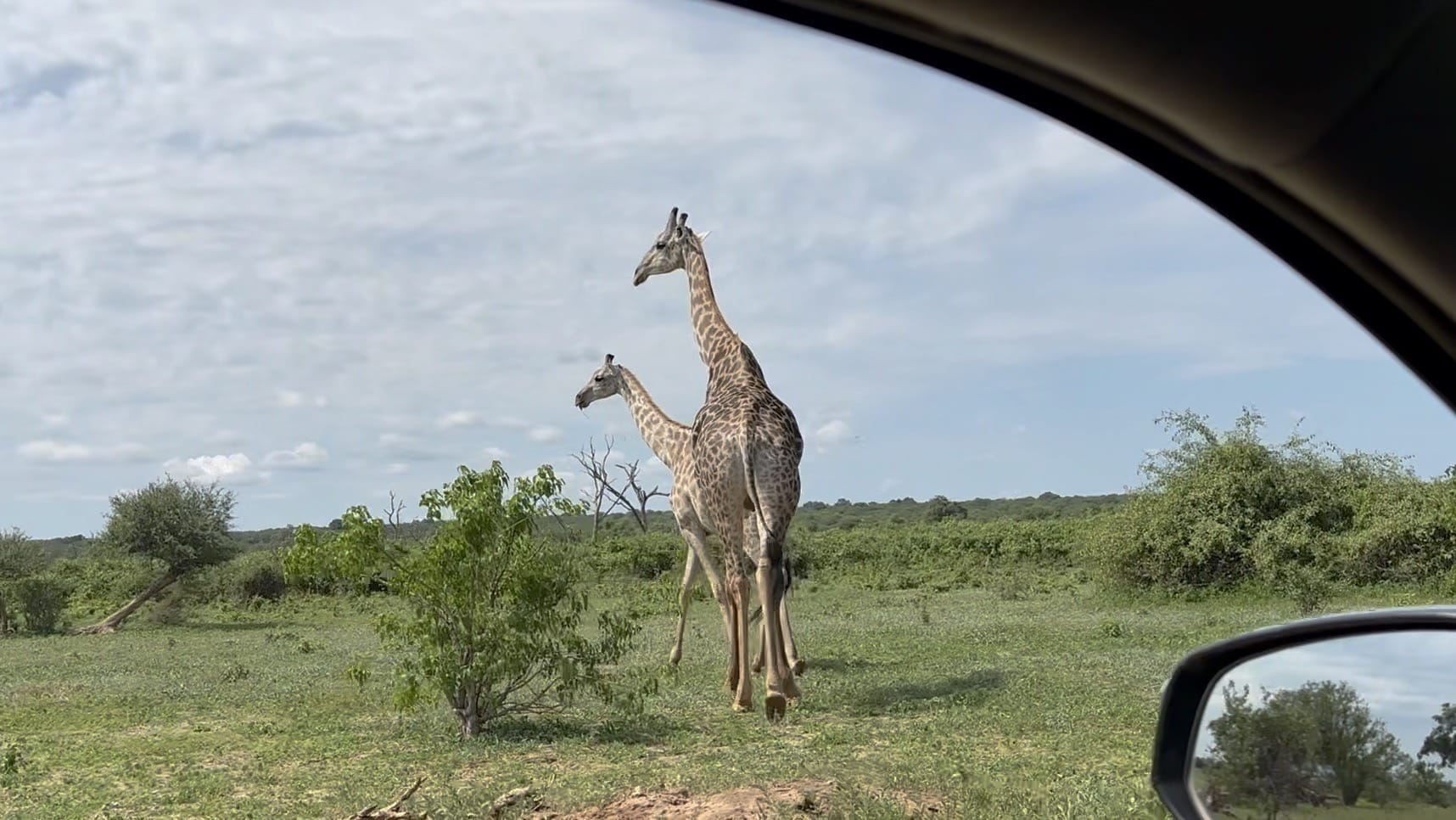 Giraffen aus dem Auto | Überlandung in Botswana