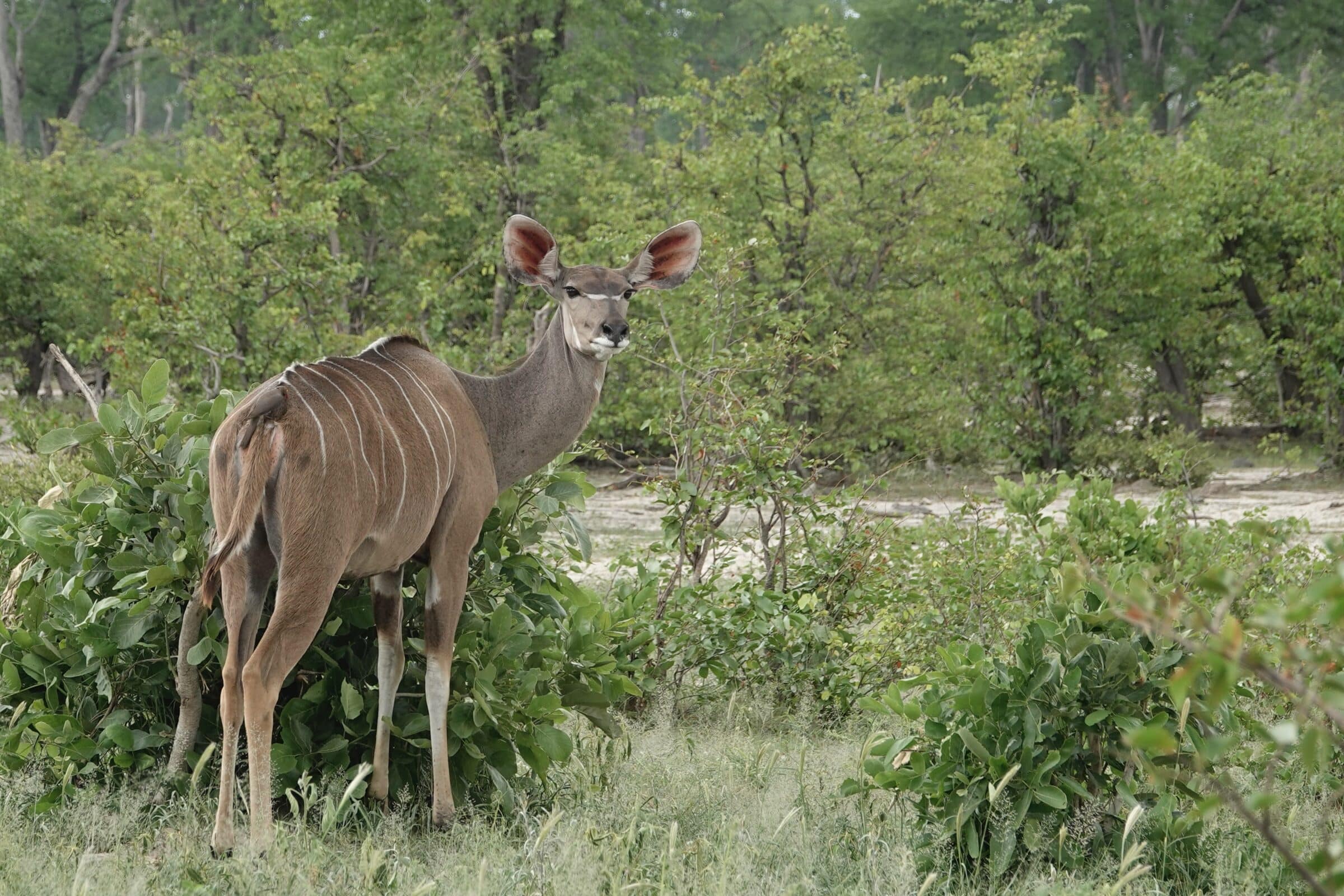 Kudu | Kalahariöknen