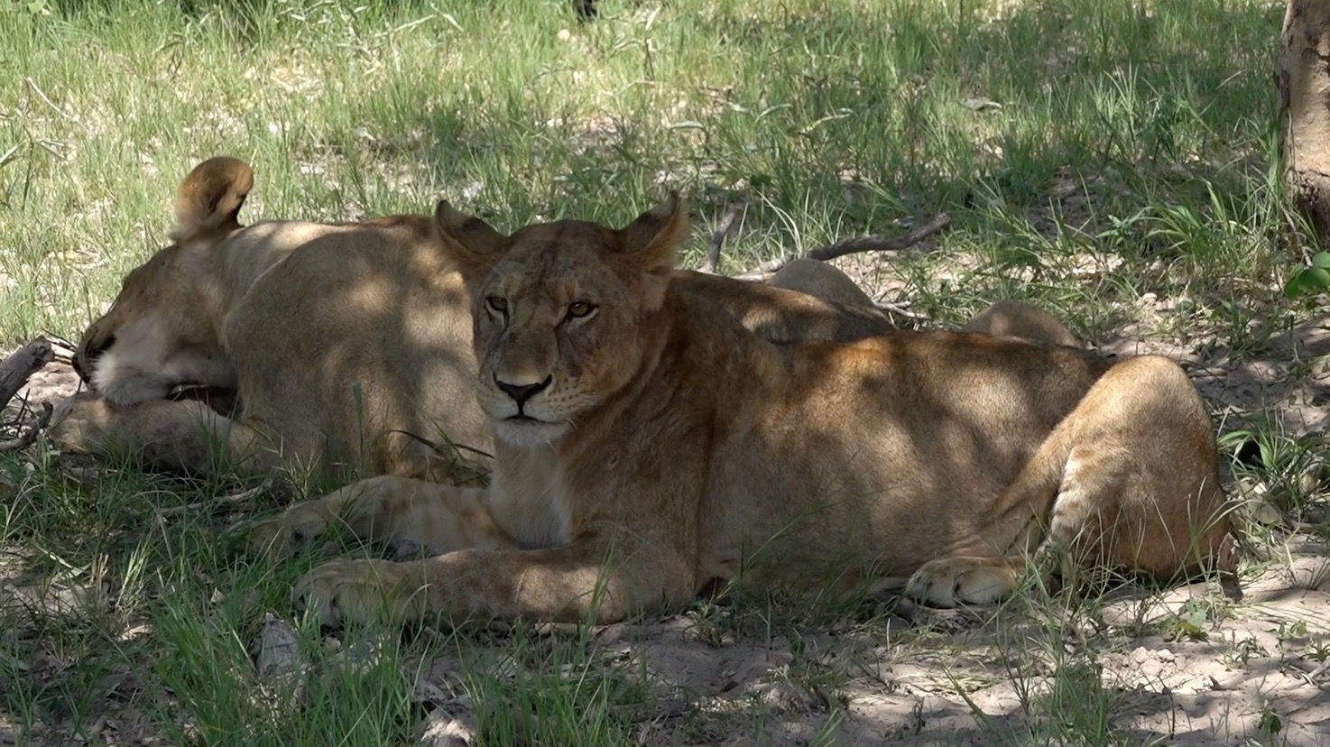 Löwen | Moremi-Wildreservat