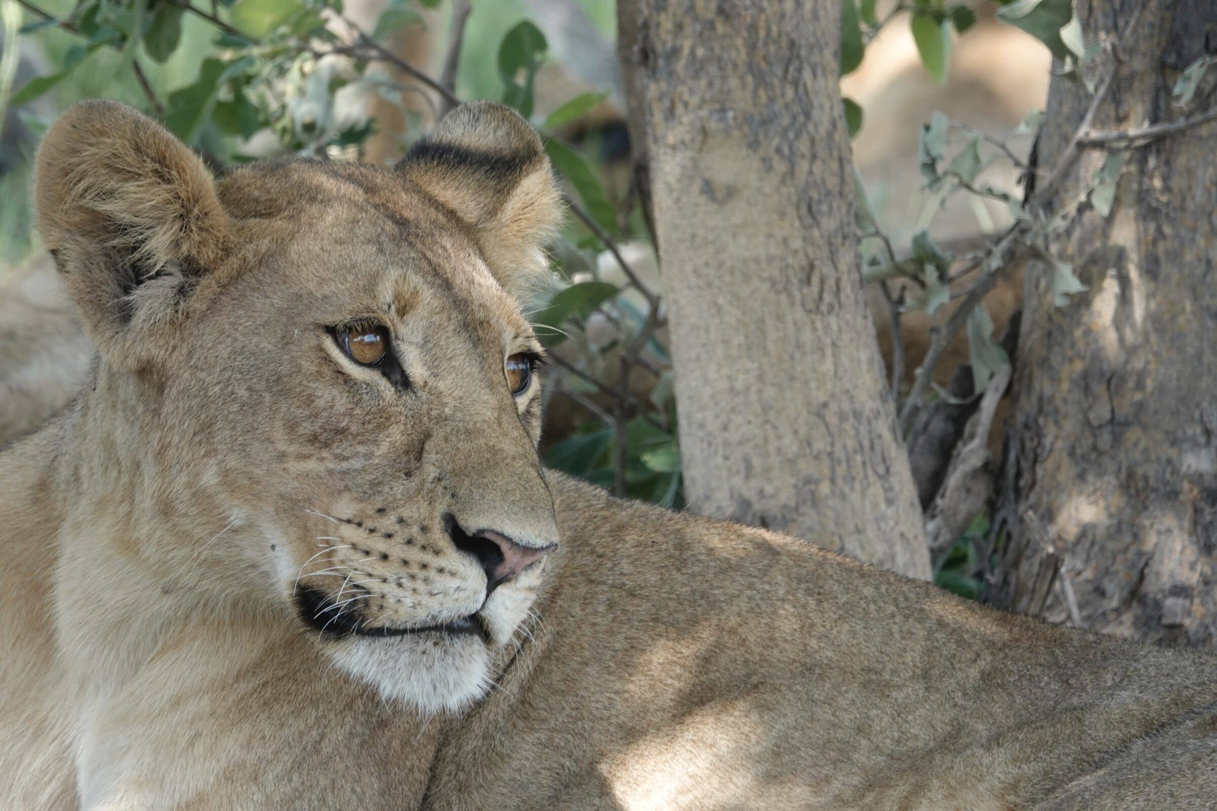 Lief | Moremi Game Reserve