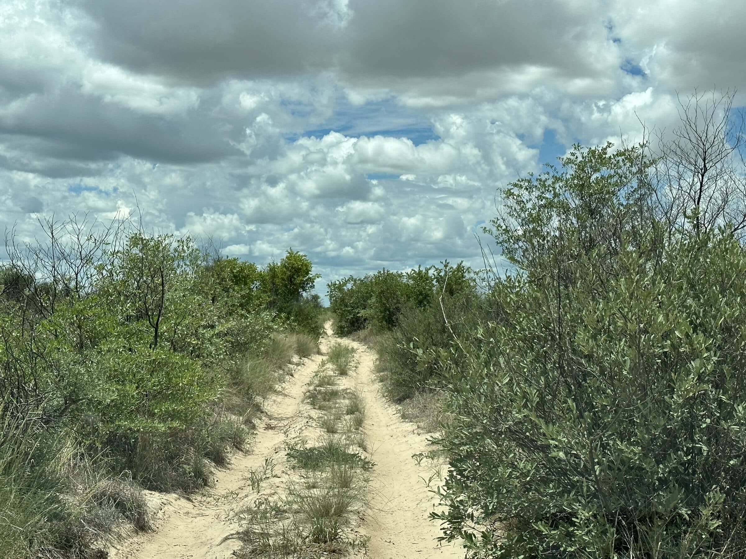 Caminhos estreitos no Parque Nacional Kalahari